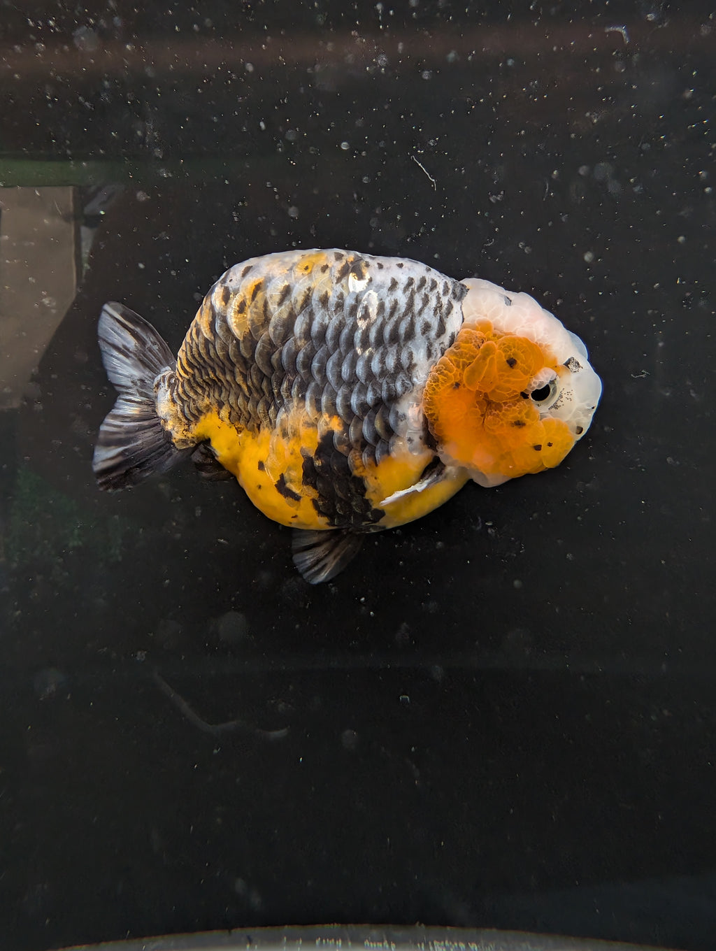 Jumbo Ranchu Kirin Calico 4.5"-5" in. ID#814R8A-023