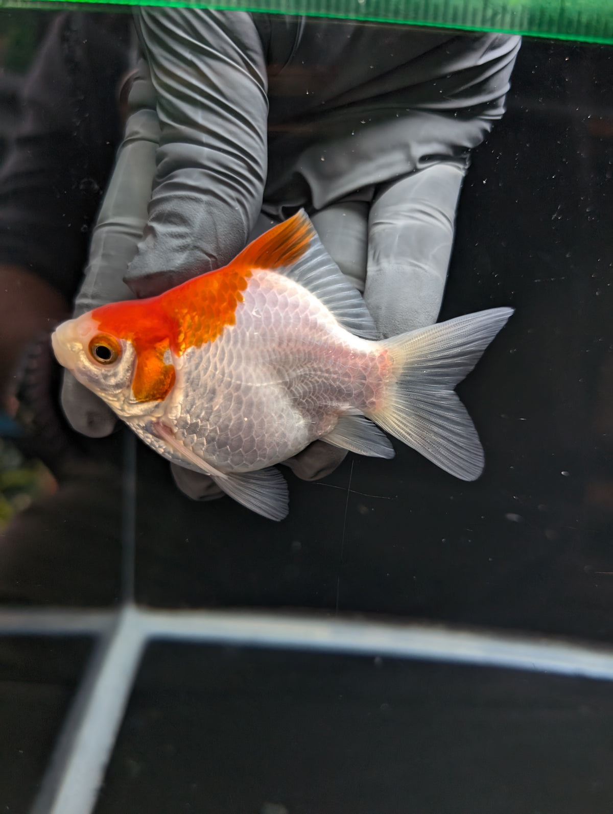 Tamasaba Red White 3.5"in. ID#1023TM1B-032