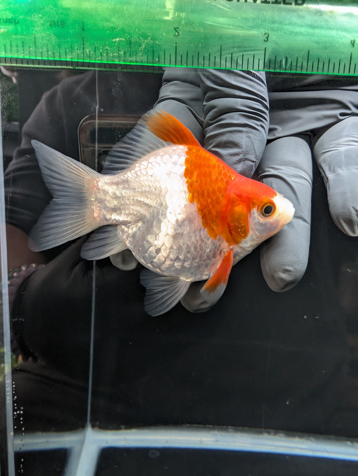 Tamasaba Red White 3.5"in. ID#1023TM1B-032