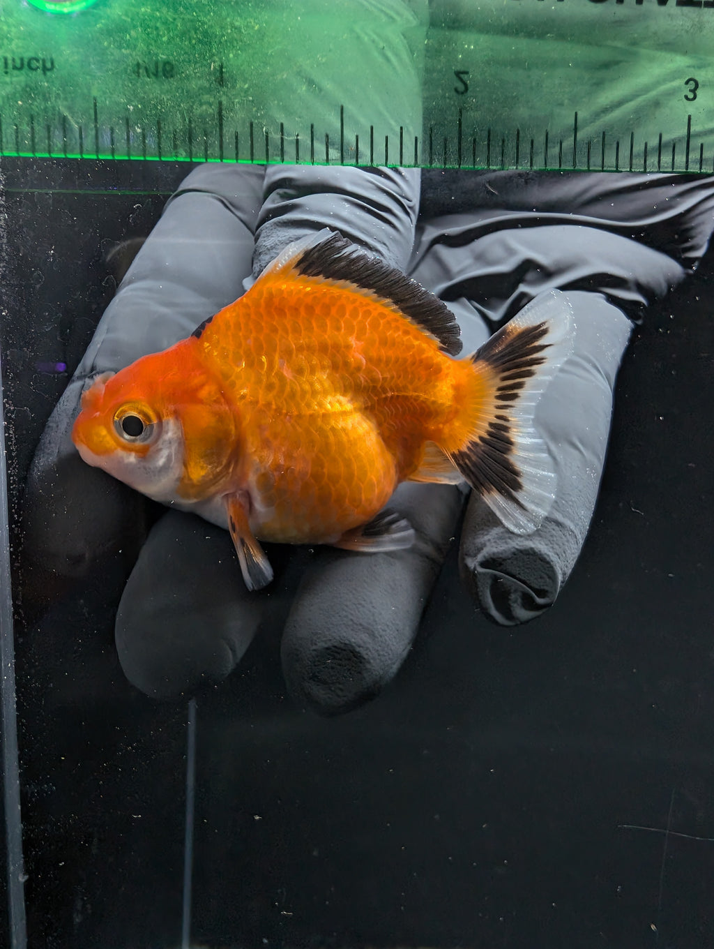 Baby Thai Shogun Oranda Tricolor 2"-2.5" in. ID#1016BSG11A-002
