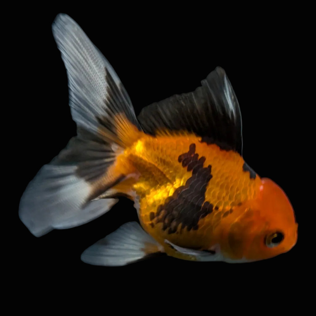 Thai Juvenile Oranda Tricolor 3"-3.5" in.  ID#703T1A-0010