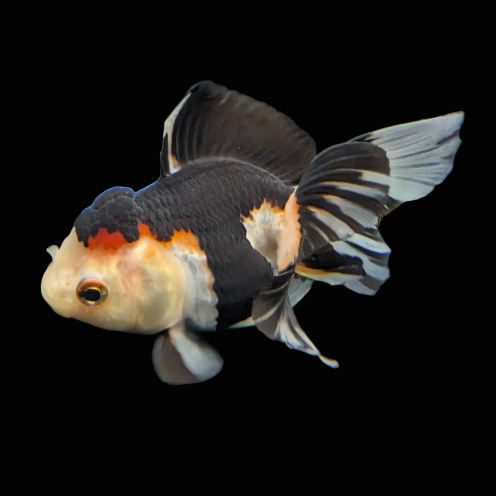 Juvenile Thai Oranda Tricolor Panda 3.5"in.  ID#821T1A-024