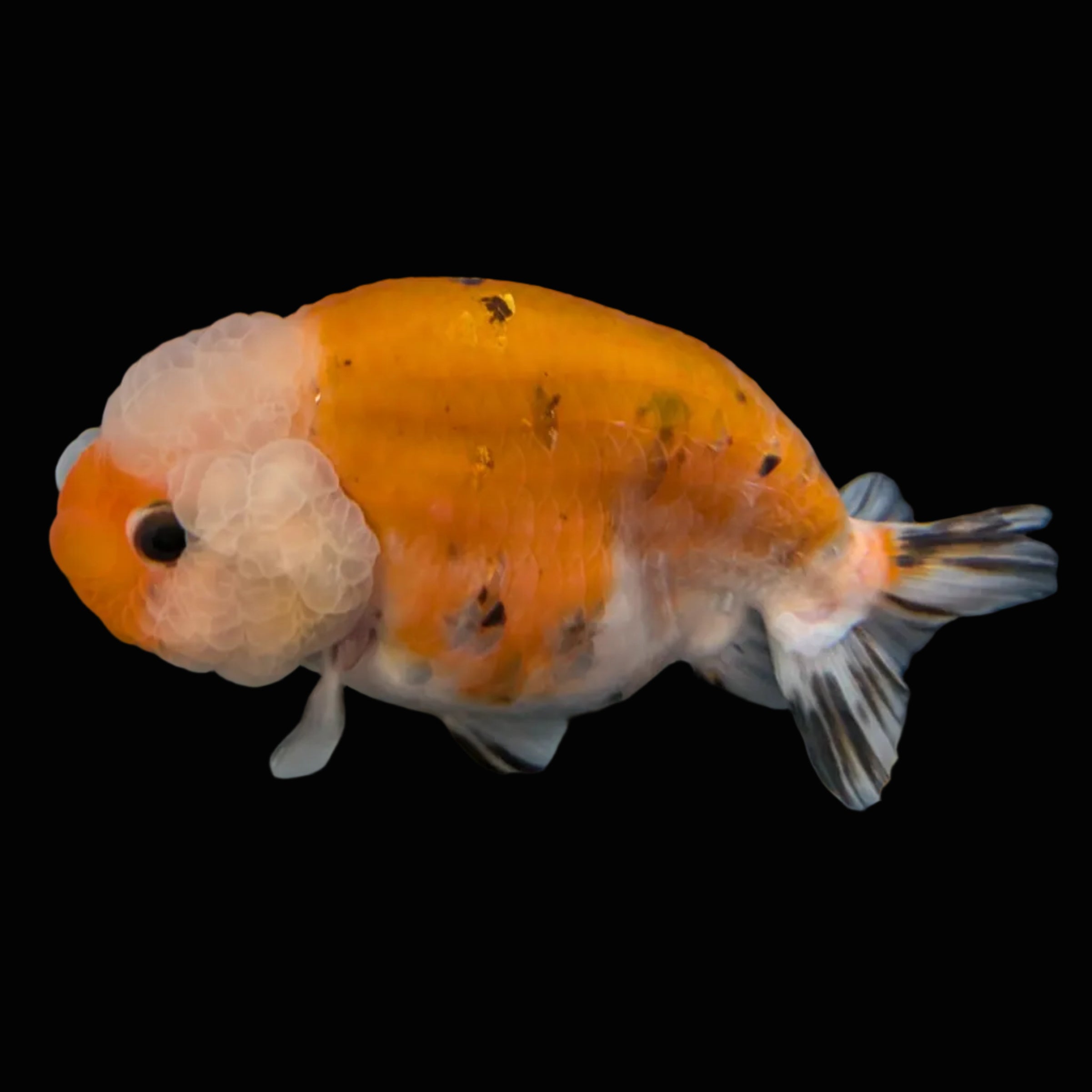 Jumbo Ranchu Sakura Calico 4.5"-5" in. ID#814R8A-022