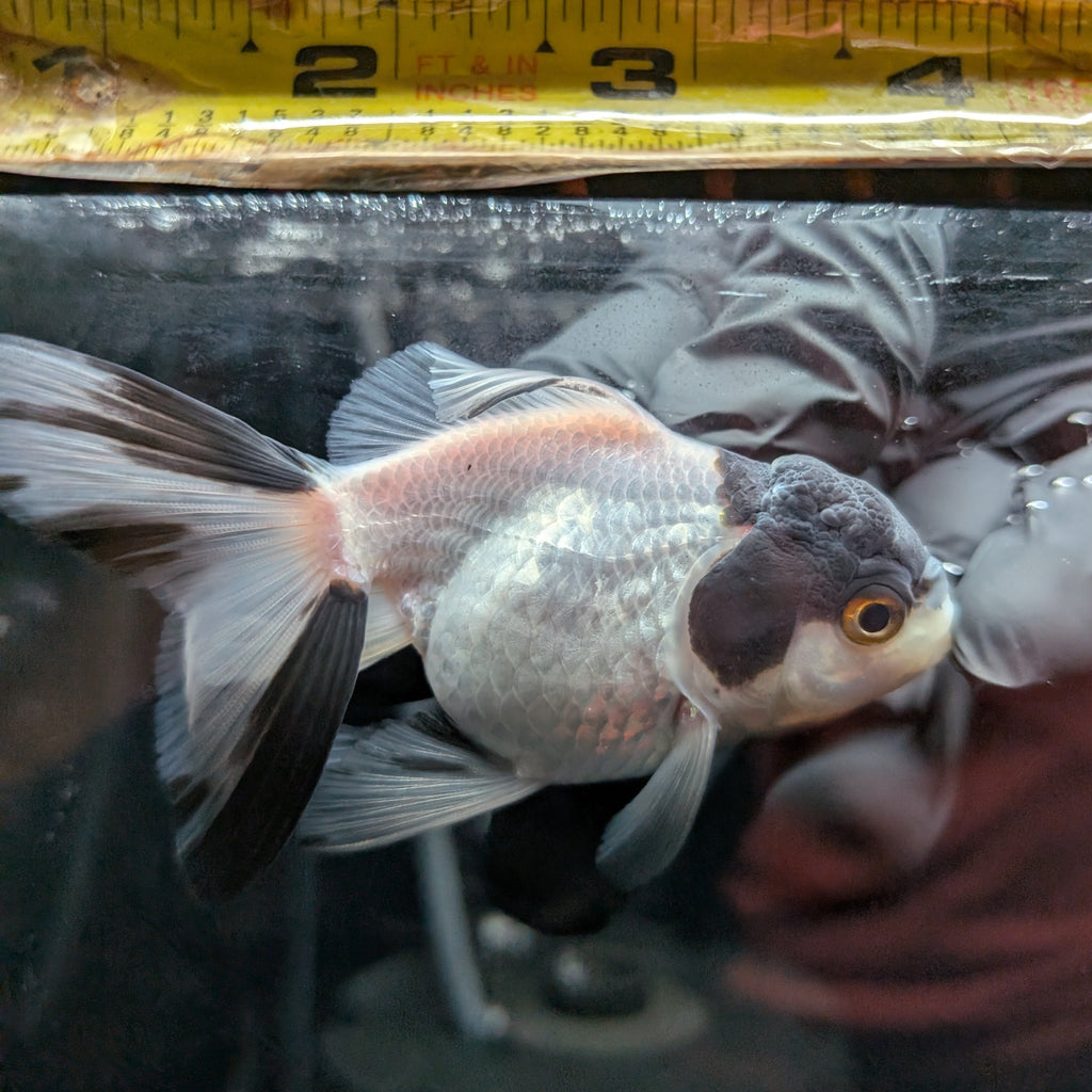 Juvenile Oranda Panda 3.5"-4" in.  ID#501T2A-012