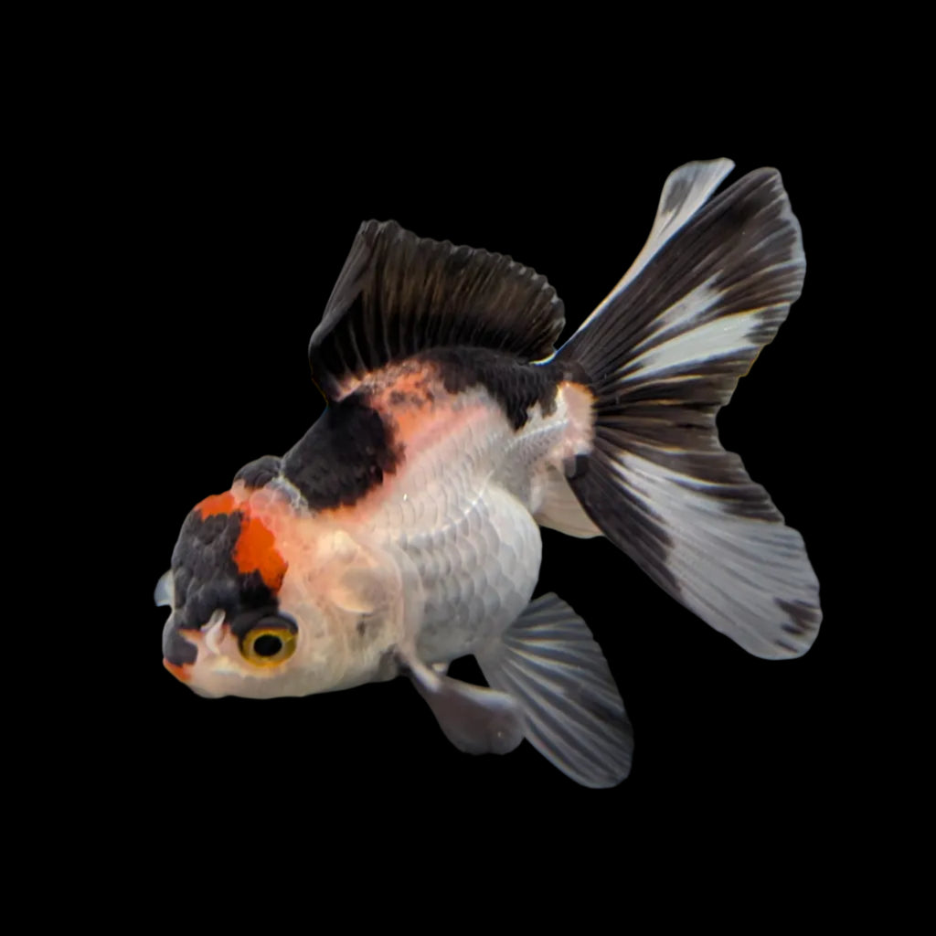 Juvenile Oranda Tricolor 3.5"-4" in.  ID#320T13b-017