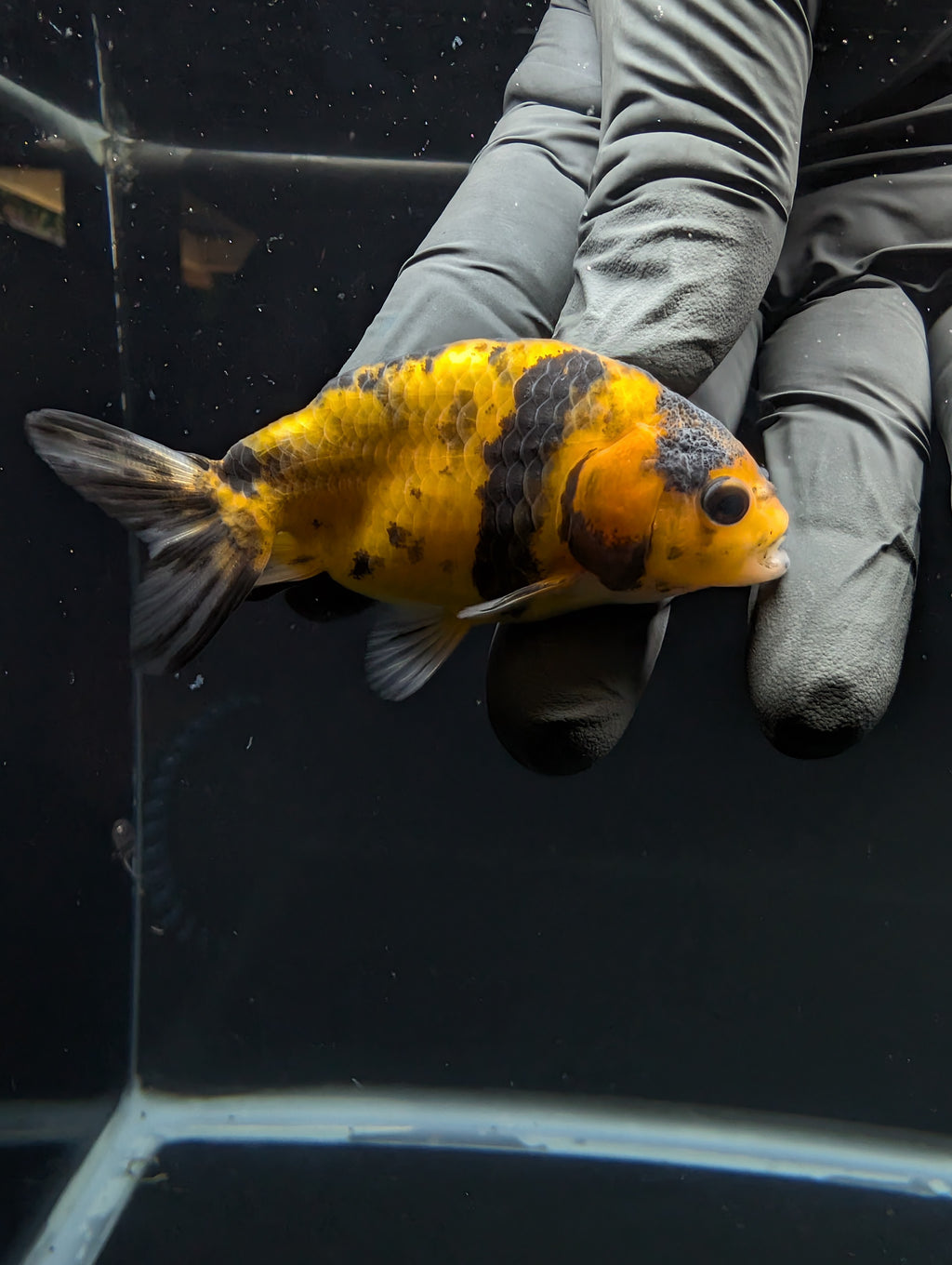 Ranchu Calico 2.5"-3" in. ID#717R4A-012