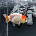 Baby Ranchu Red White 2.5"-3" in. ID#515R4A-012