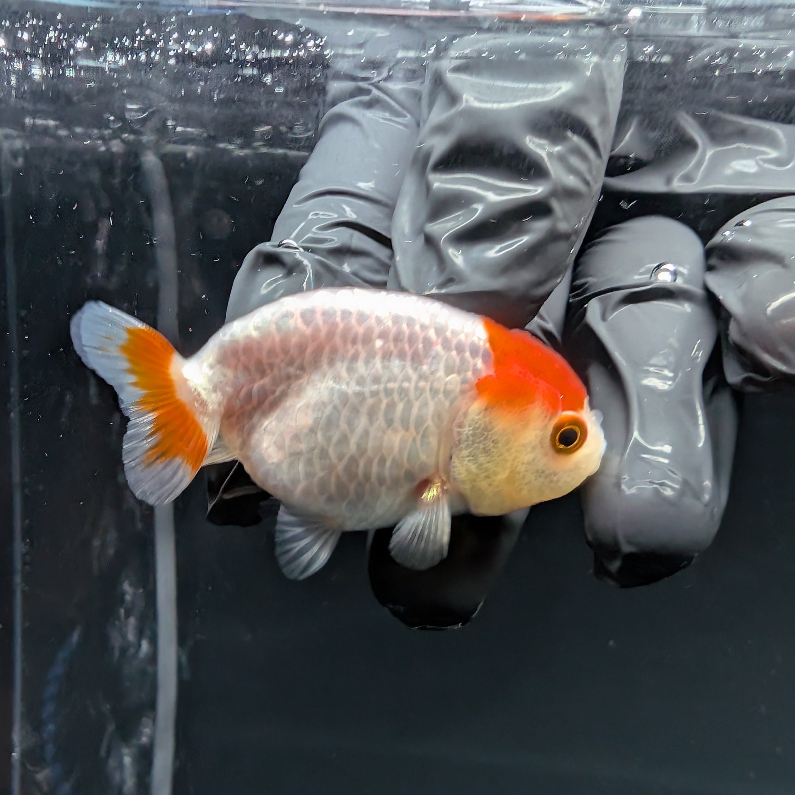 Baby Ranchu Red White 2.5"-3" in. ID#515R4A-012