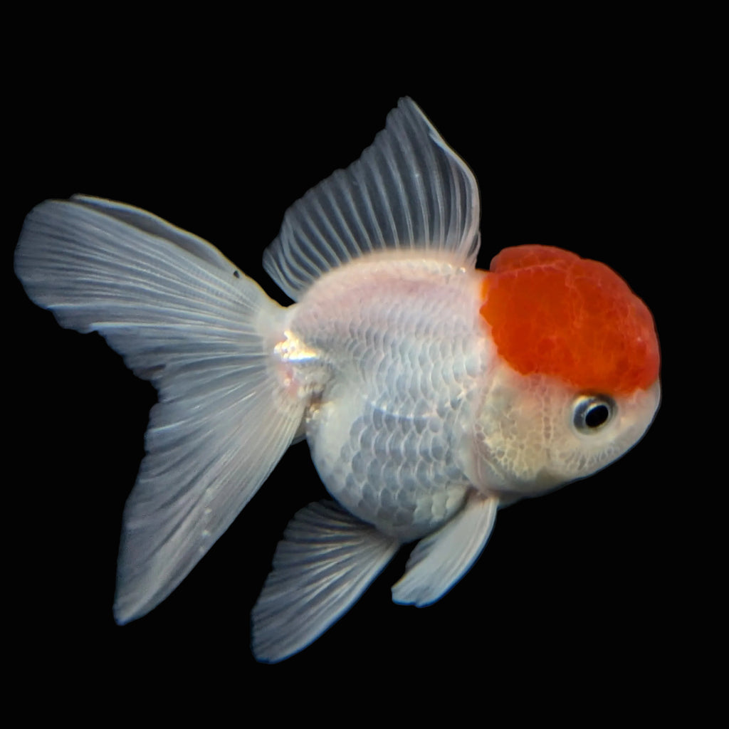Juvenile Oranda Tricolor 3.5"-4" in.  ID#424T1A-010