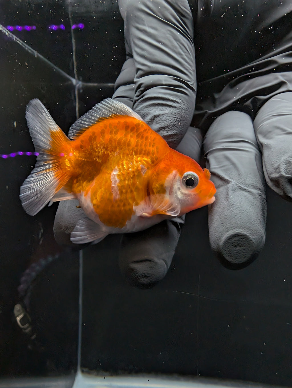 Baby Thai Shogun Oranda Red White 2"-2.5" in. ID#1016BSG11A-006