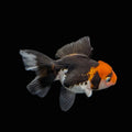 Juvenile Oranda Tricolor 3.5"-4" in.  ID#320T13b-002