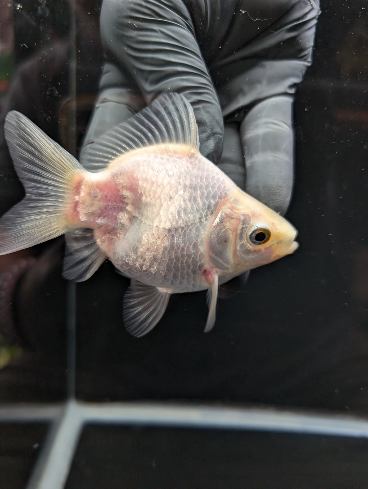 Tamasaba White 3.5"in. ID#1023TM1B-025
