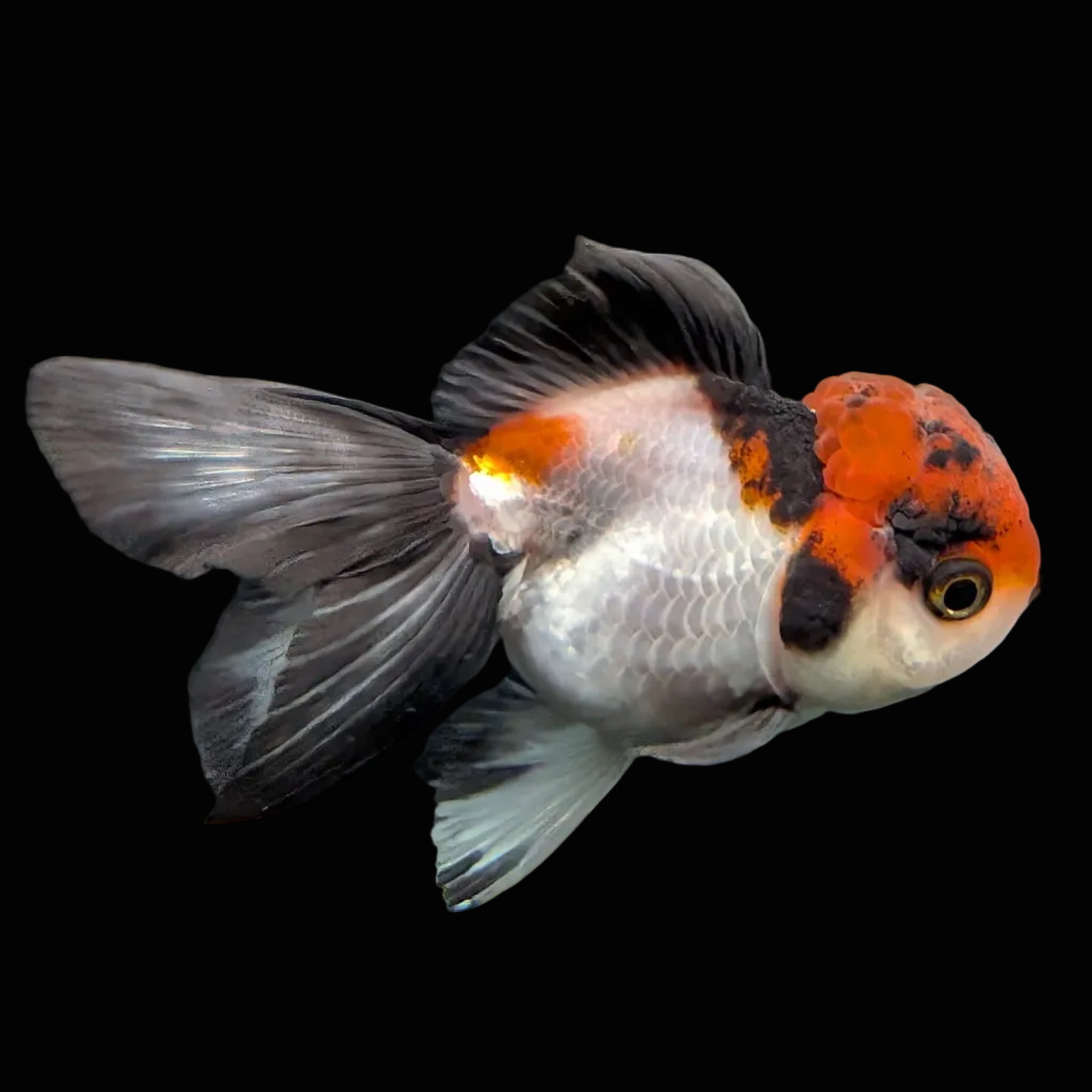 Juvenile Oranda Tricolor 3.5"-4" in.  ID#424T1A-009