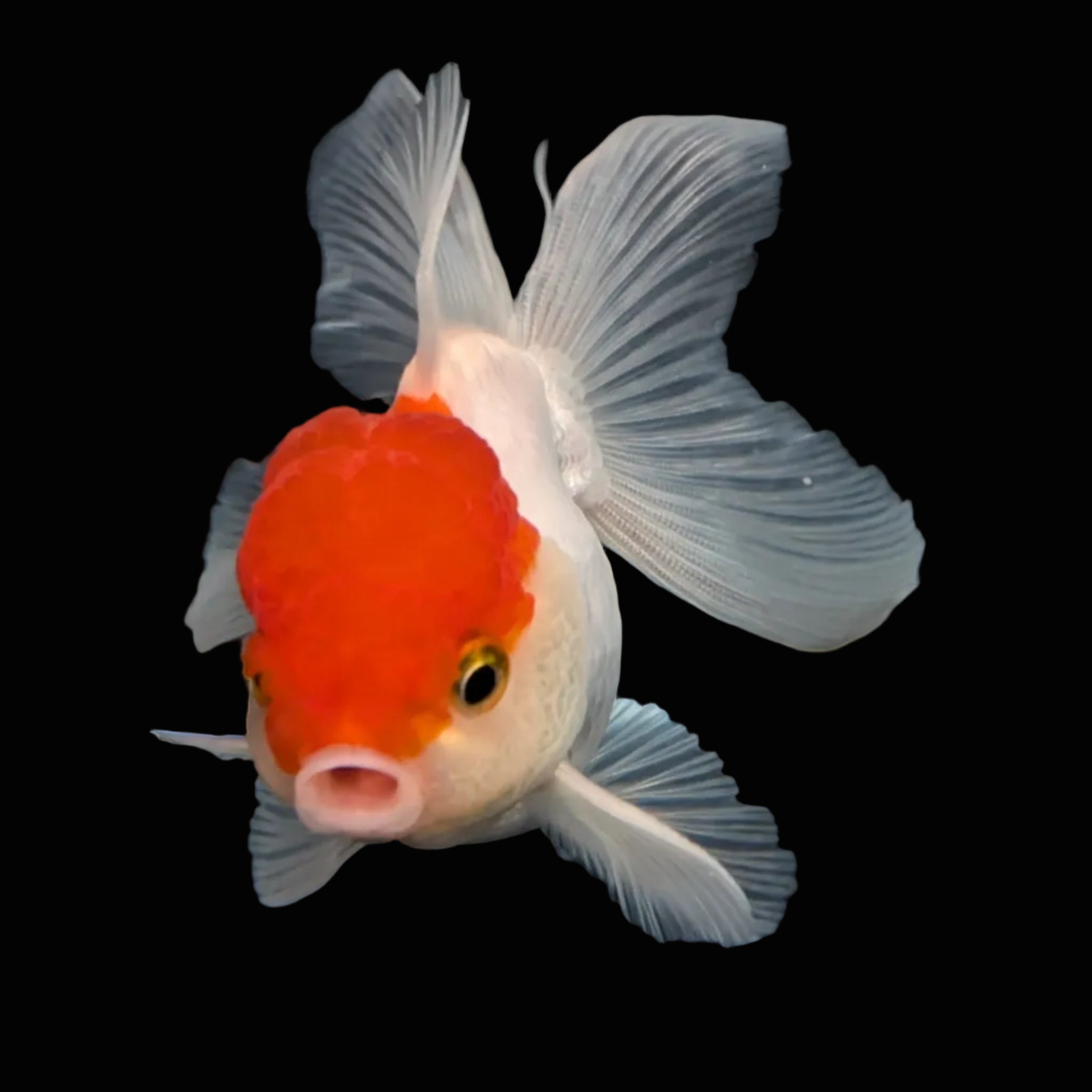 TOAD *Boss 415  Juvenile Oranda Red Cap 3.5"-4" in.  ID#410T8A-020