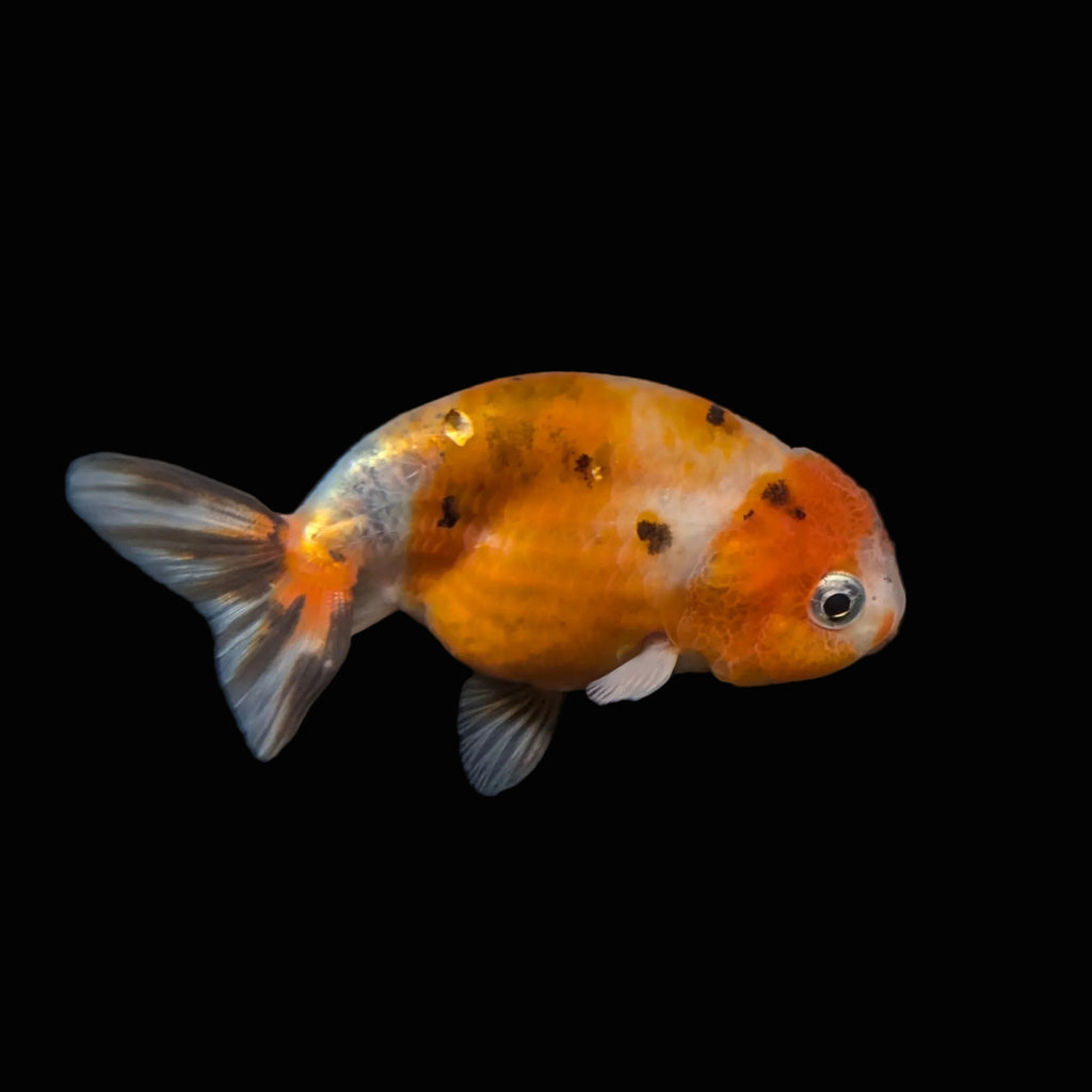 Ranchu Calico 3"-3.5" in. ID#403R7A-004