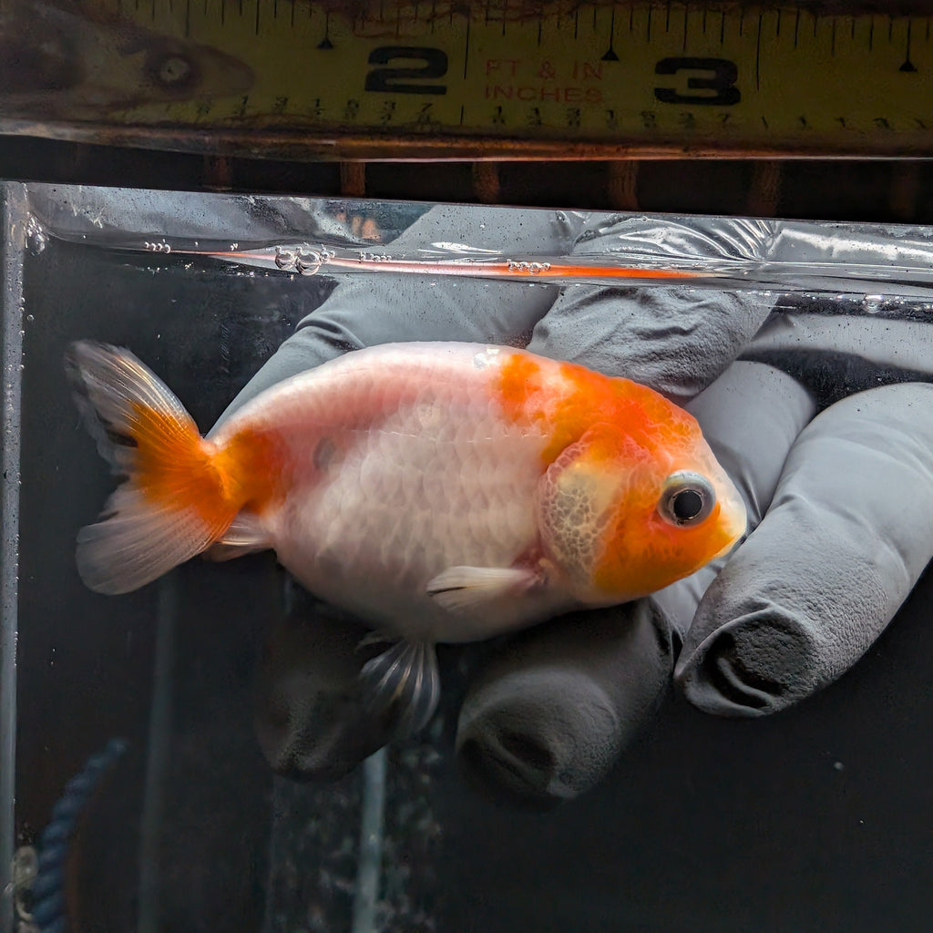 Ranchu Sakura 2.5"-3" in. ID#612R4A-086
