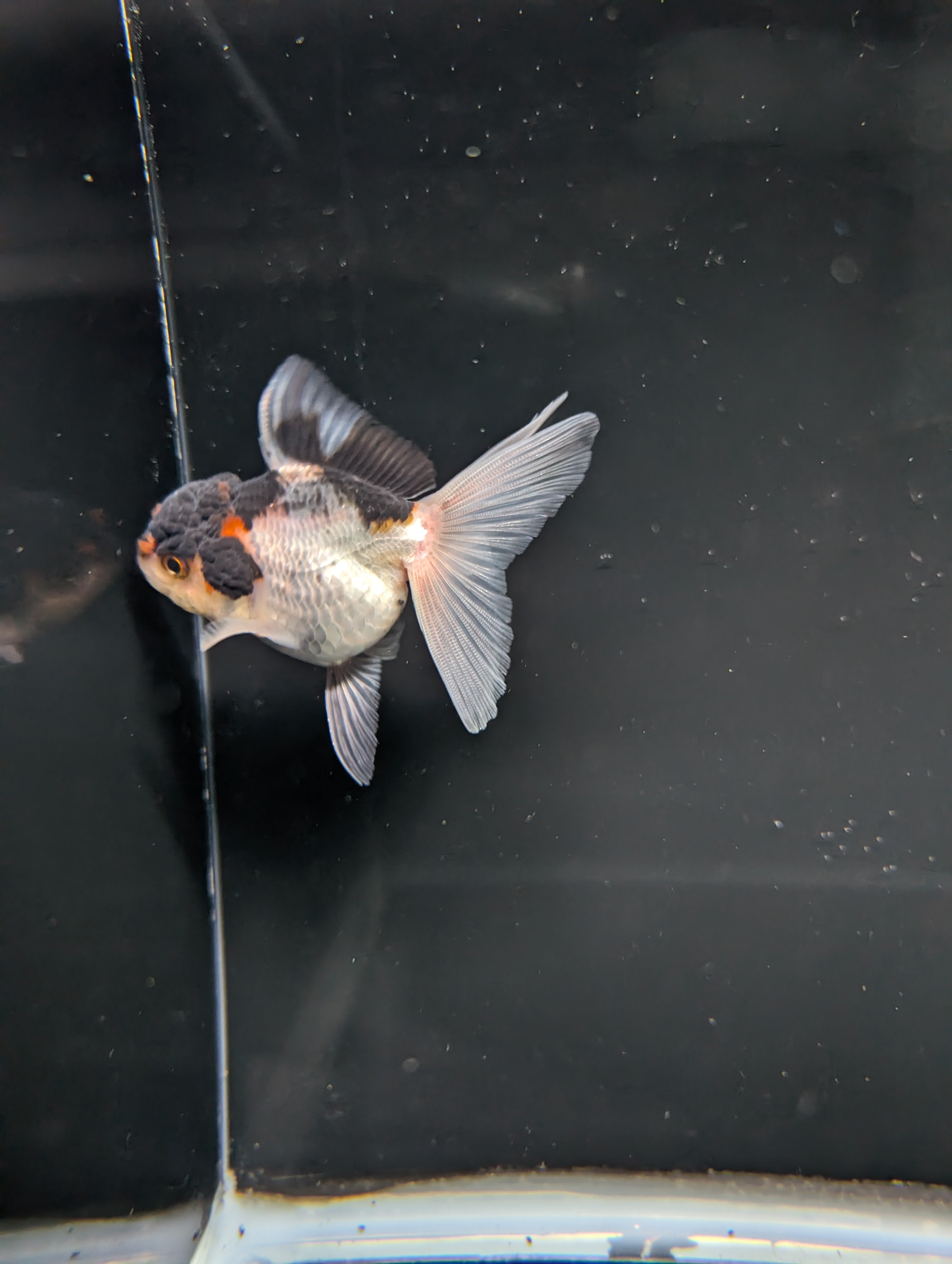 Thai Juvenile Oranda Tricolor 3"-3.5" in.  ID#717T1A-003