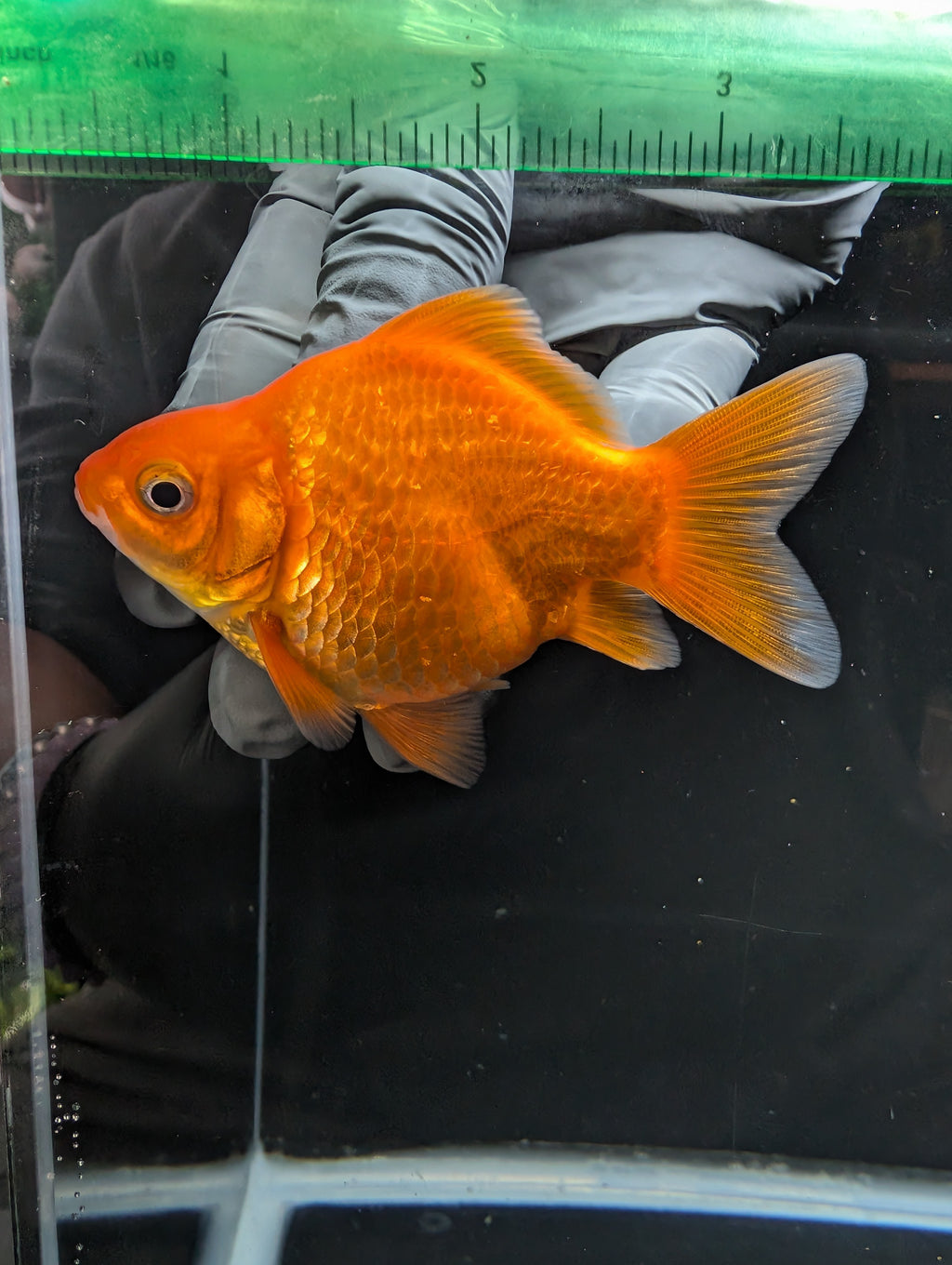 Tamasaba Red White 3.5"in. ID#1023TM1B-030
