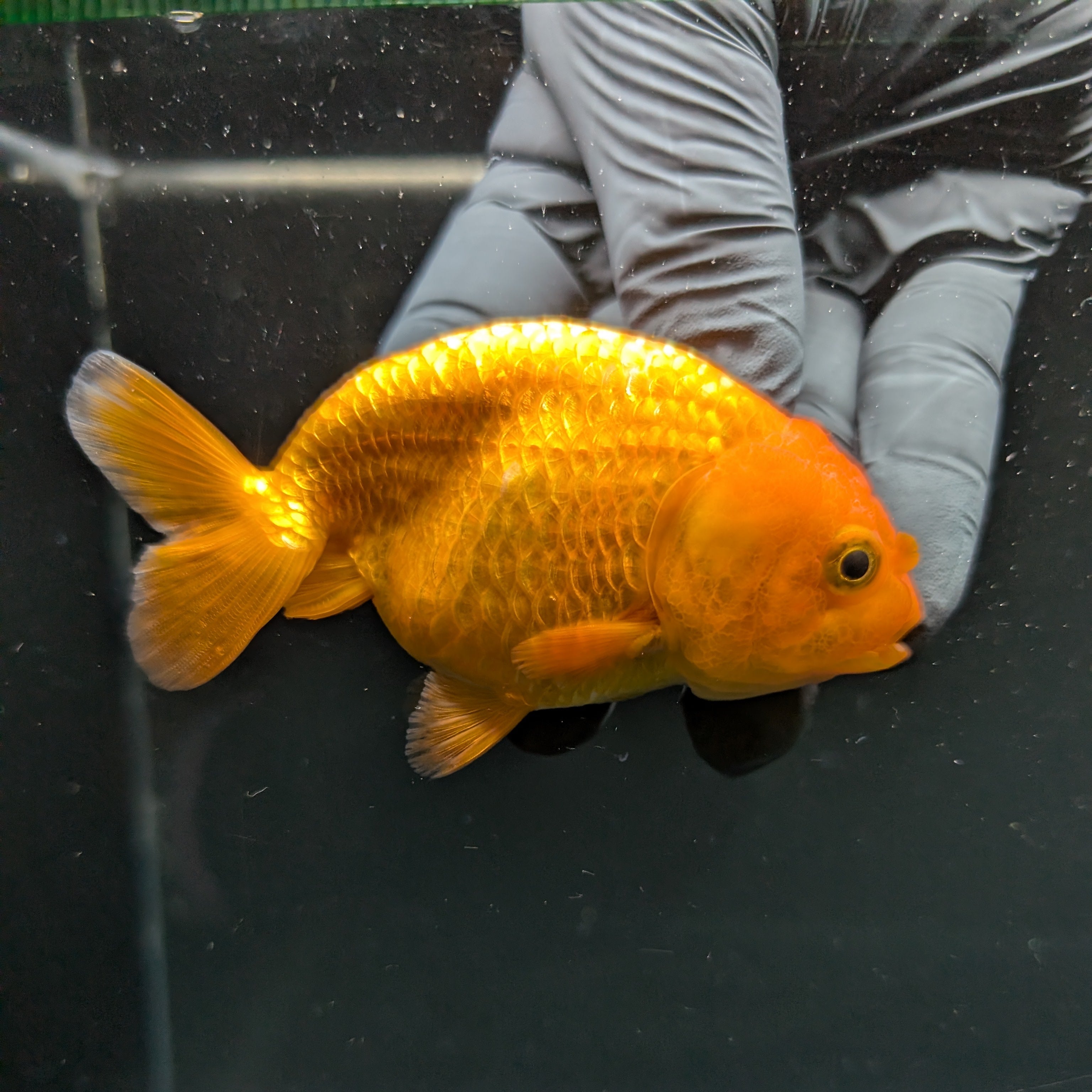 Ranchu Red White 3.5"-4"in. ID#828R4A-025