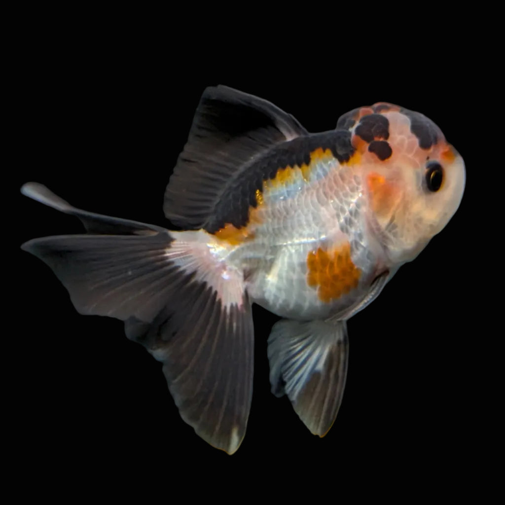 Thai Juvenile Oranda Tricolor 3.5"-4"in.  ID#731T1A-051
