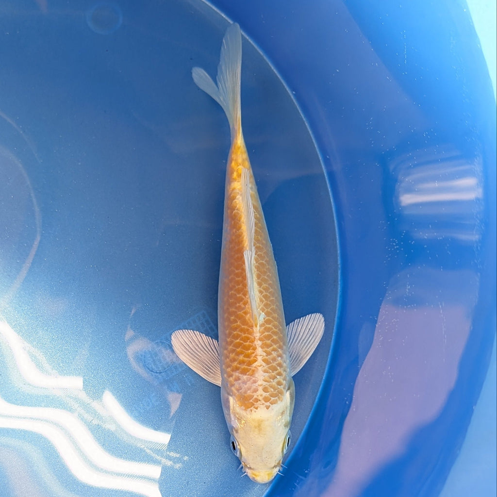 Yamabuki Ogon Koi  5"-6"in. ID#806BFK-011