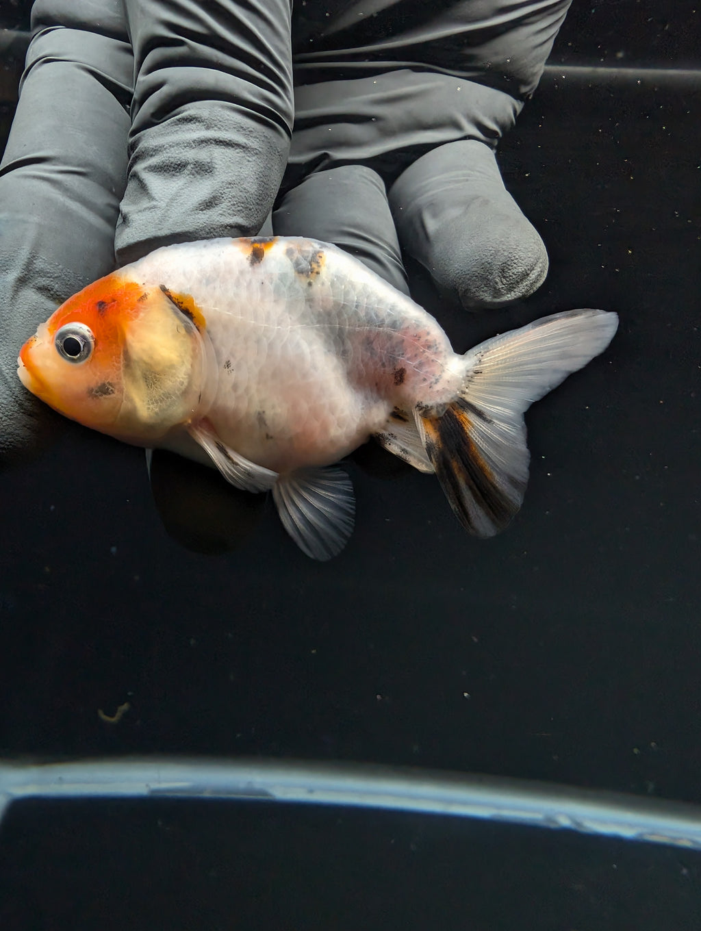 Ranchu Calico 2.5"-3" in. ID#717R4A-007