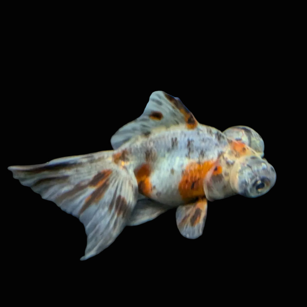 Telescope Butterfly Calico 3.5"-4" in. ID#508B4A-003