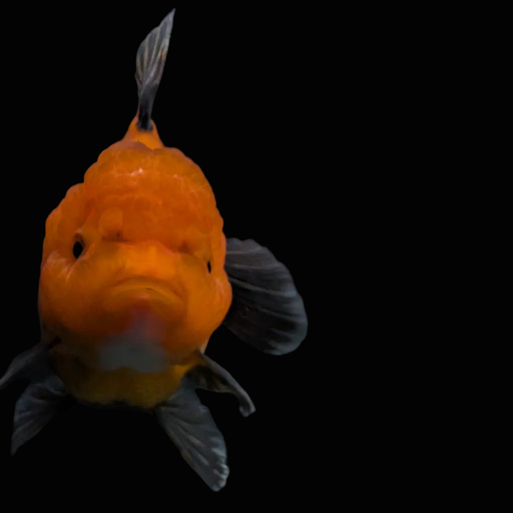 Thai Oranda Red Black  4.5"-5"  ID#718T5B-005