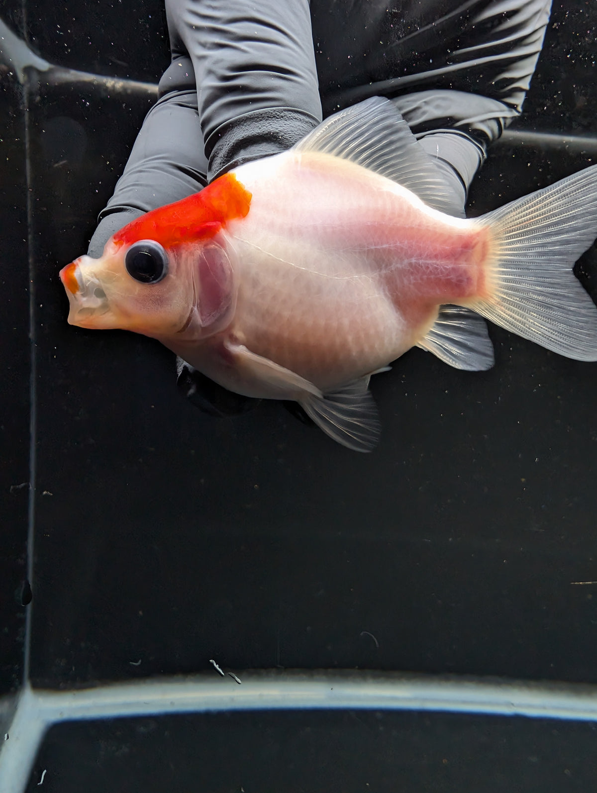 Tamasaba Red White 3"-3.5" in. ID#1009TM1B-002