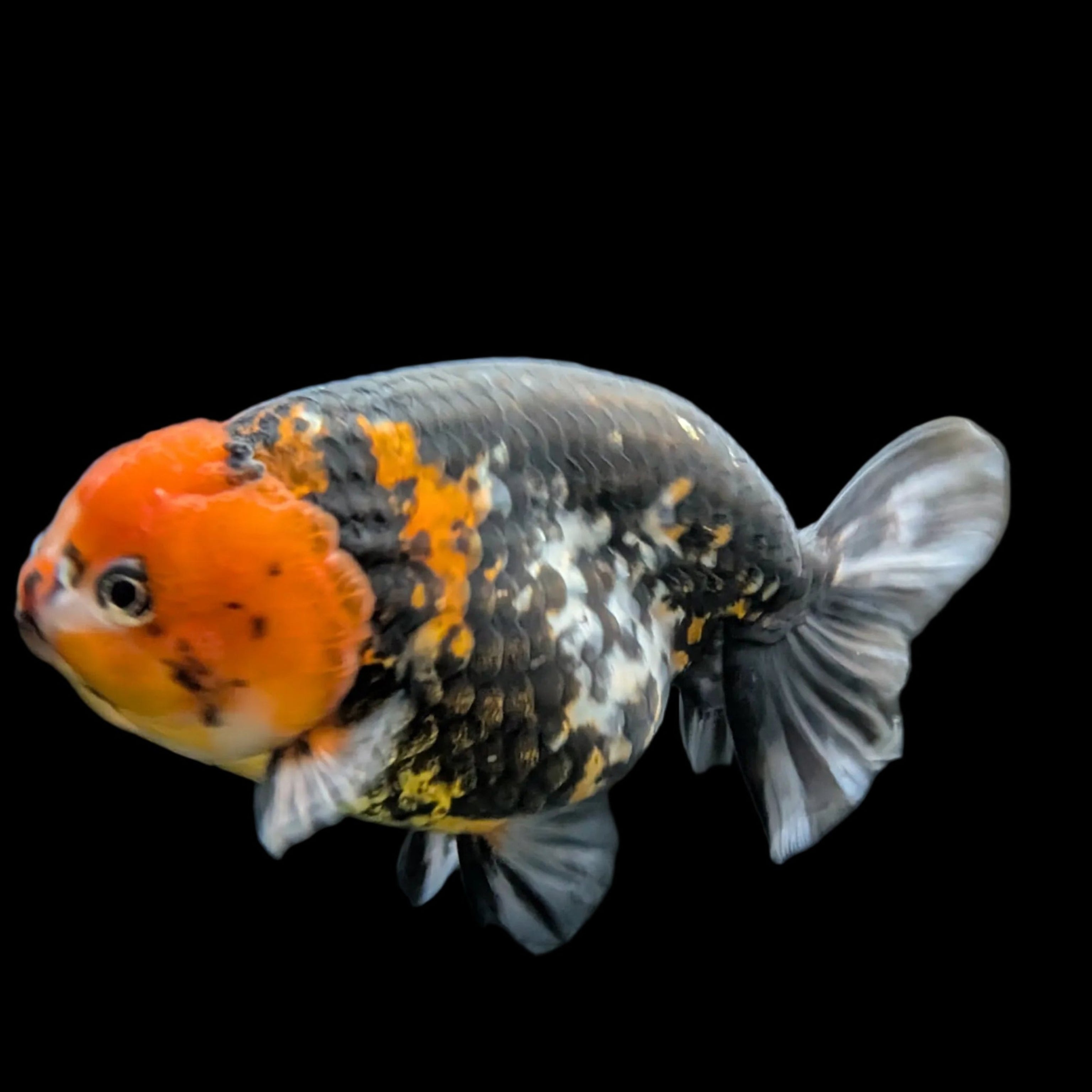 Jumbo Ranchu AA Grade *Special Color Calico 5" in. ID#116R4B-03