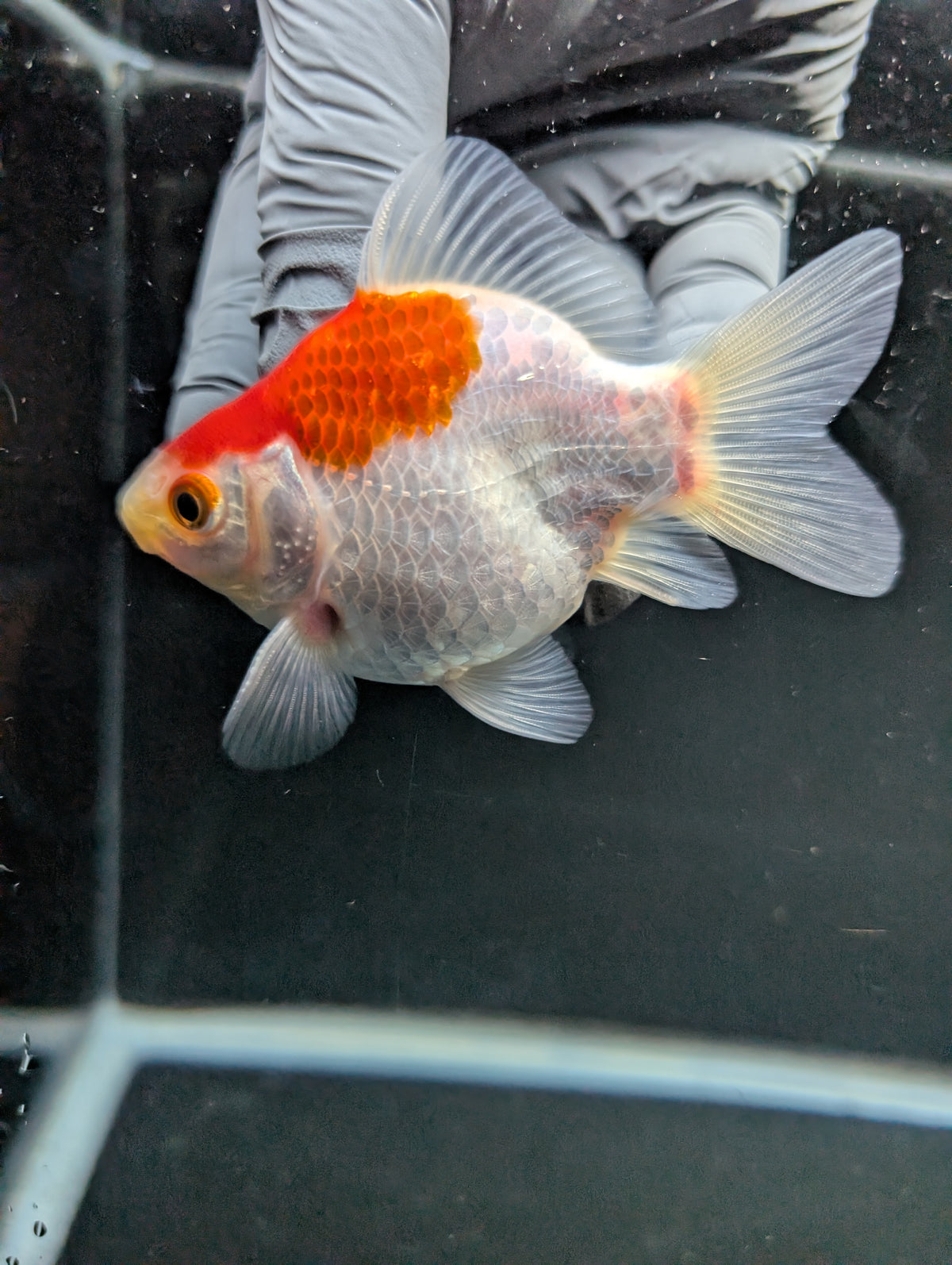 Tamasaba Red White 3"-3.5" in. ID#1009TM1B-007