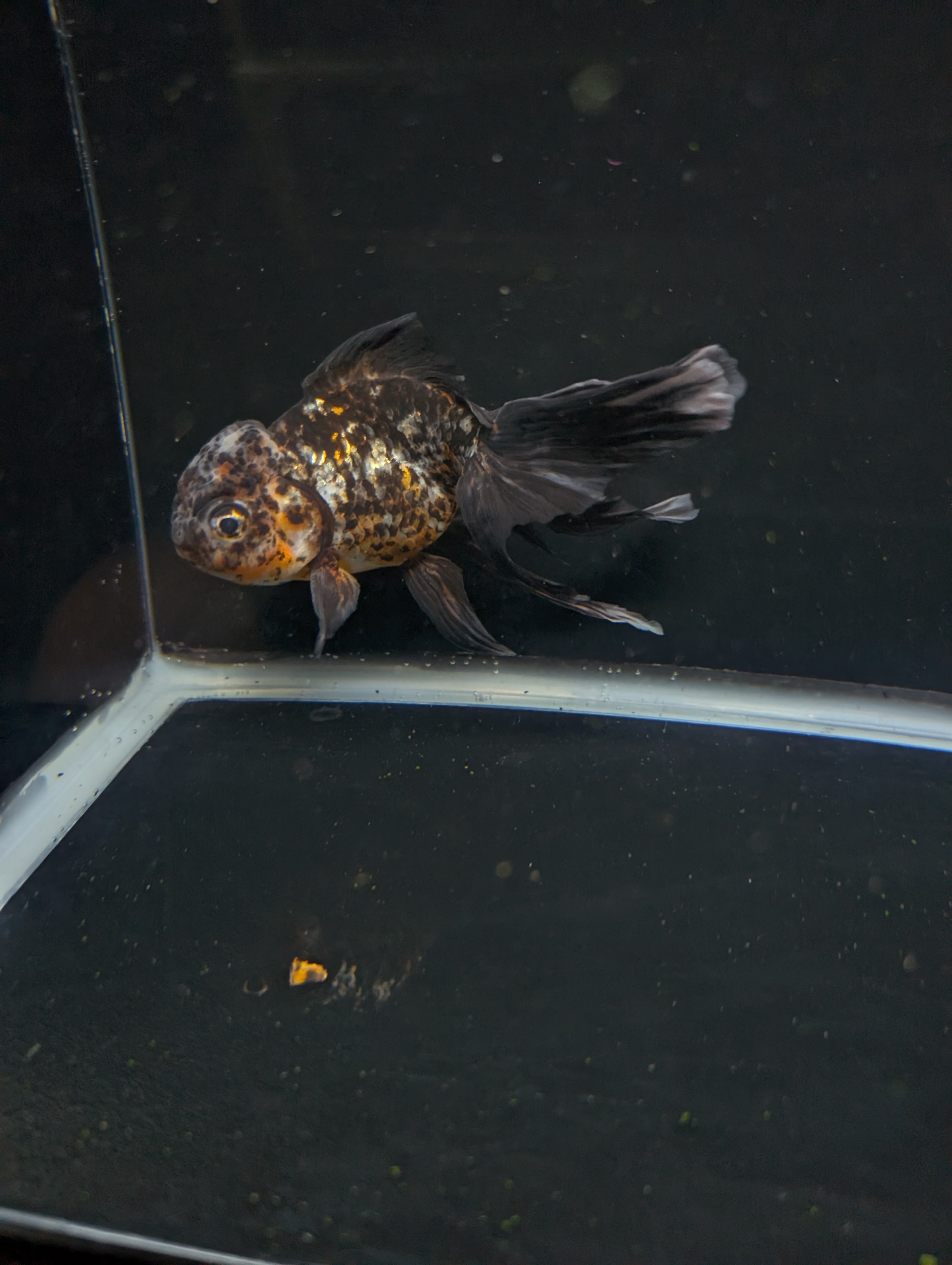 Calico Oranda 5.5"- 6"in. ID#821LB2A-64