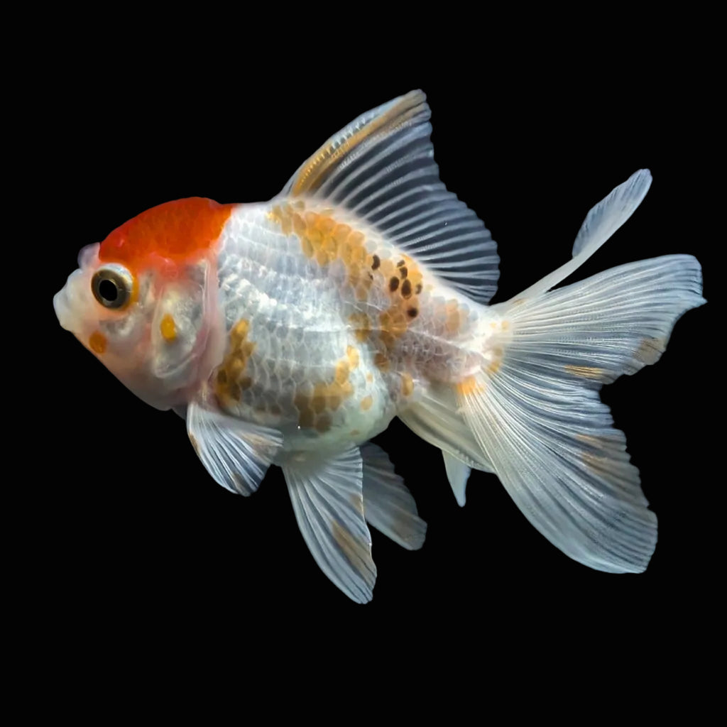 Thai Juvenile Oranda Red White 3"-3.5" in.  ID#724T1A-026
