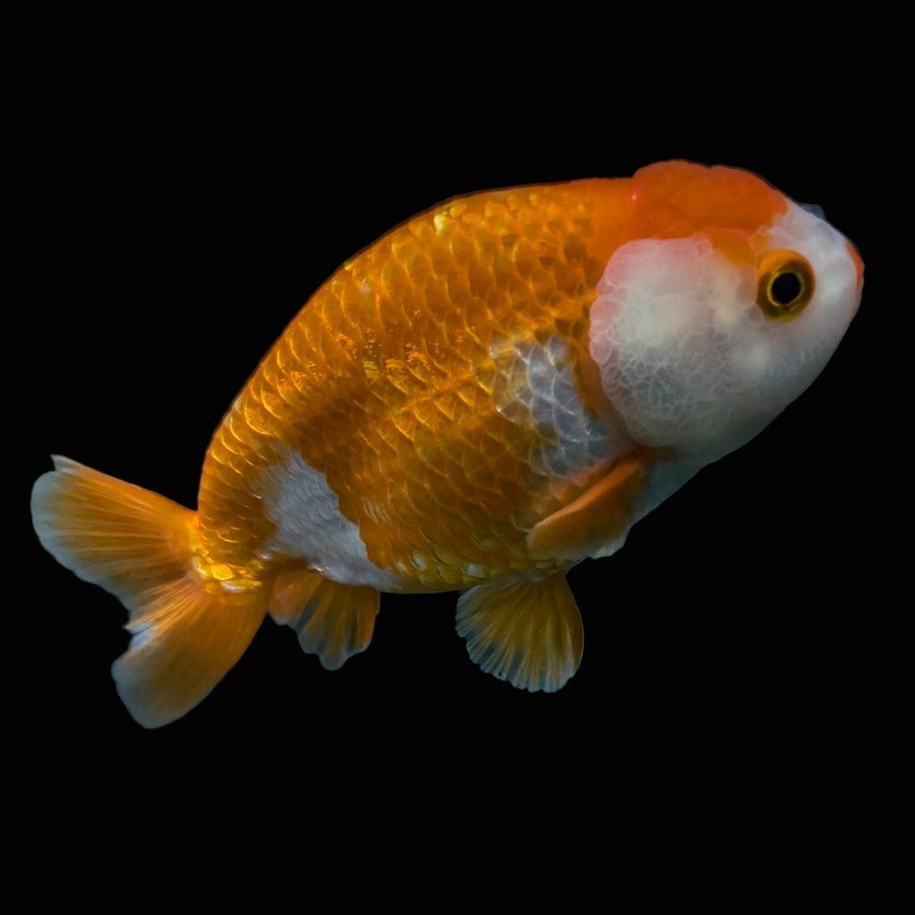 Ranchu Red White 3.5"-4"in. ID#821R4A-053