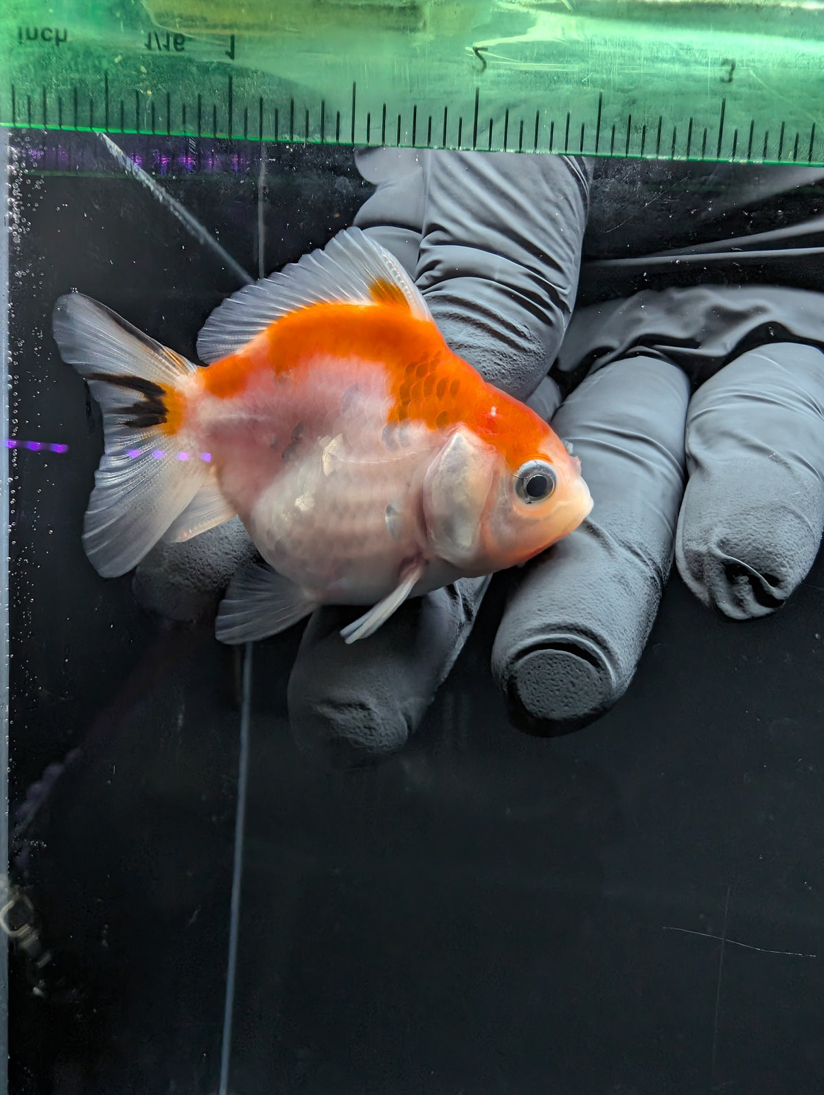 Baby Thai Shogun Oranda Tricolor 2"-2.5" in. ID#1016BSG11A-010