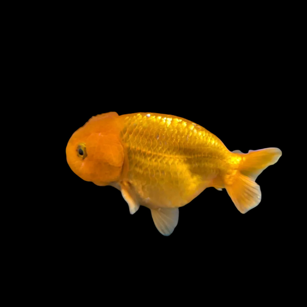 Ranchu Red White 3"-3.5" in. ID#3201A-002
