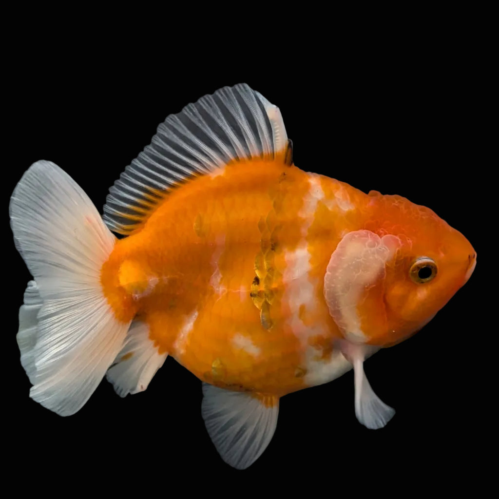Jumbo Oranda Yuan Bao Sakura   4"-4.5"in. ID#807SB13A-002