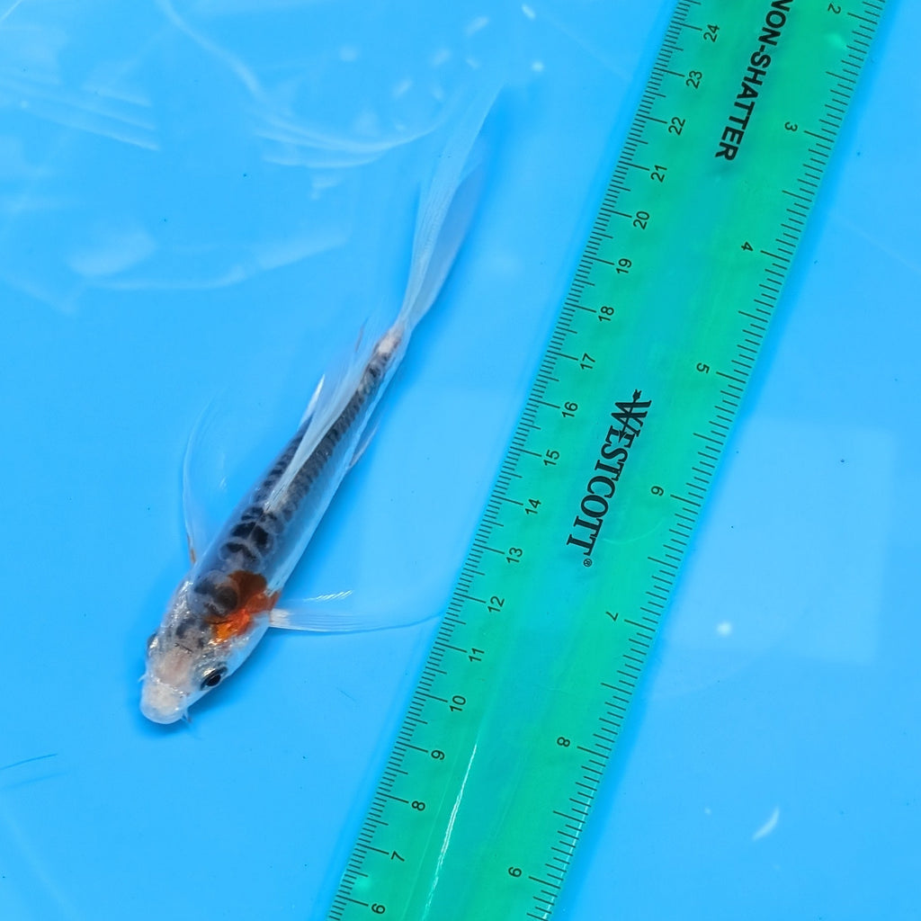 Shusui Butterfly Koi  5"-6" in. ID#727BFK-006