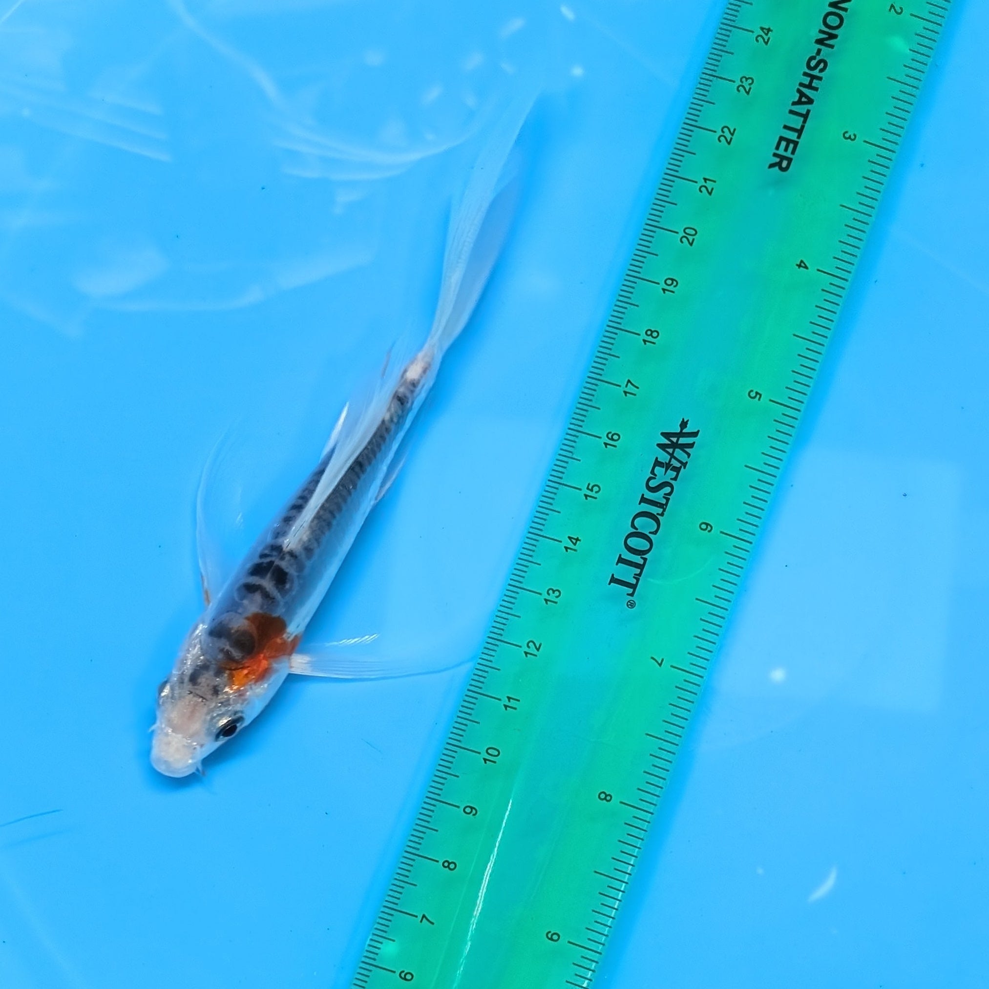 Shusui Butterfly Koi  5"-6" in. ID#727BFK-006