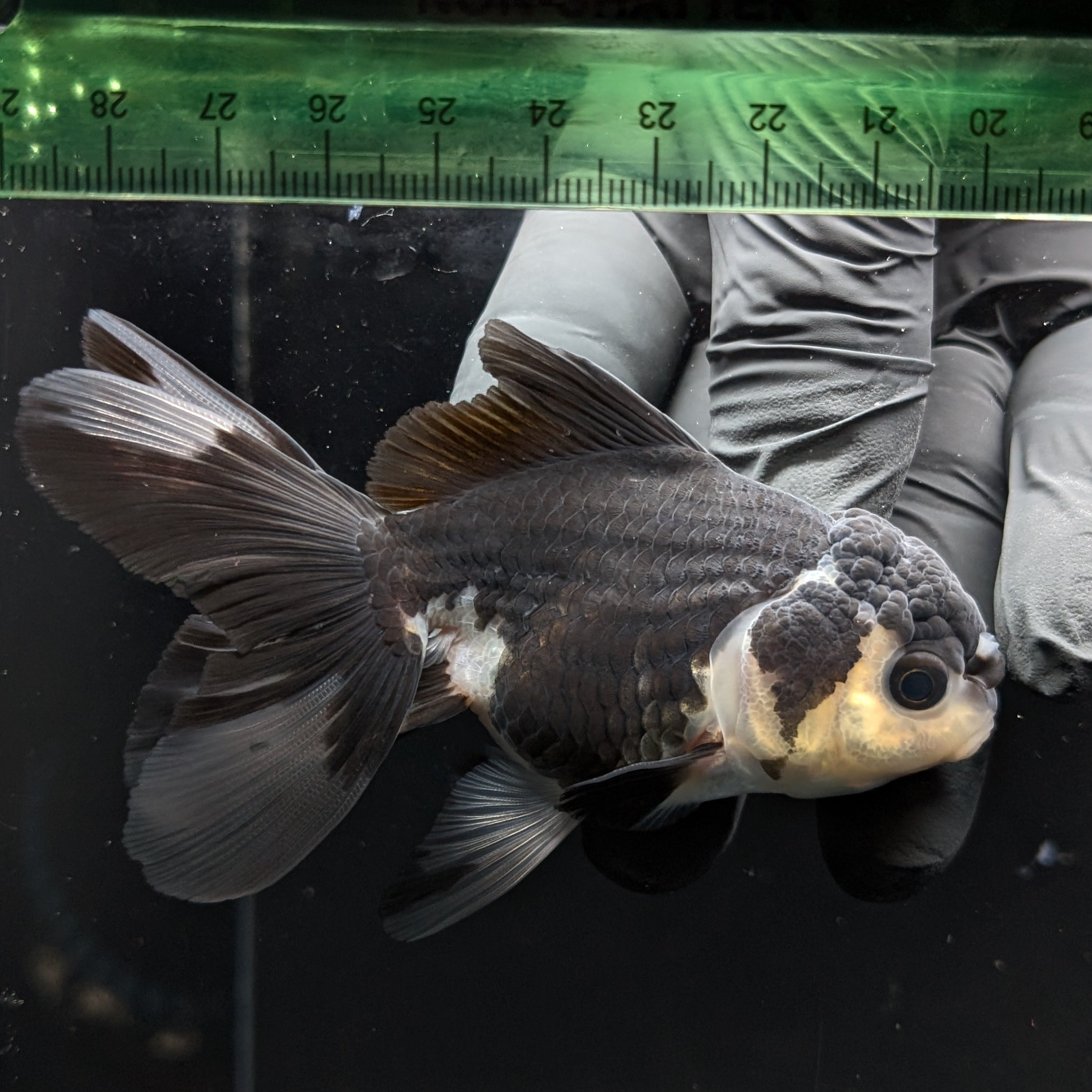 Thai Juvenile Oranda Panda 3.5"-4"in.  ID#731T1A-052