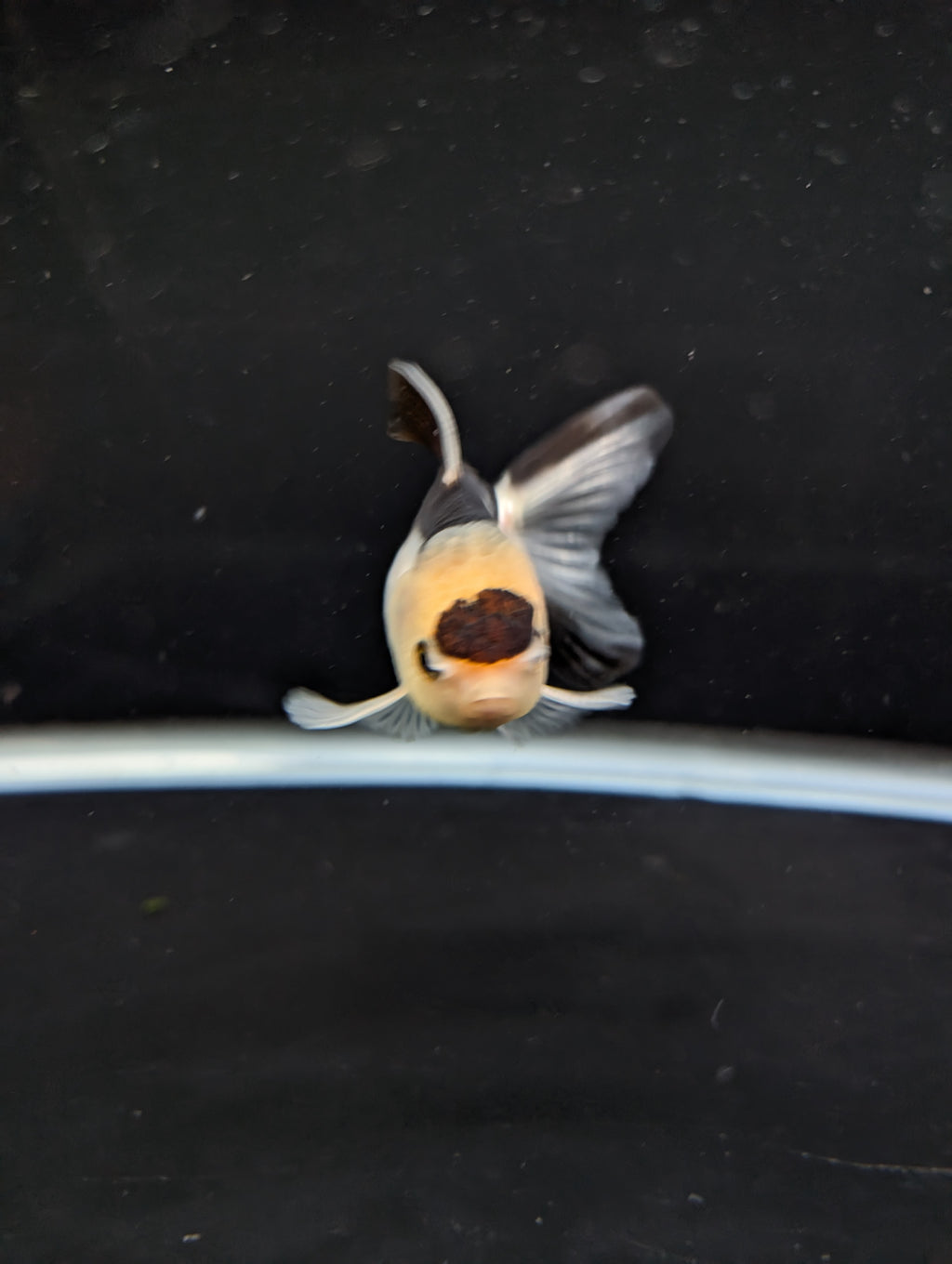 Juvenile Thai Oranda Panda 3"in.  ID#814T1A-008