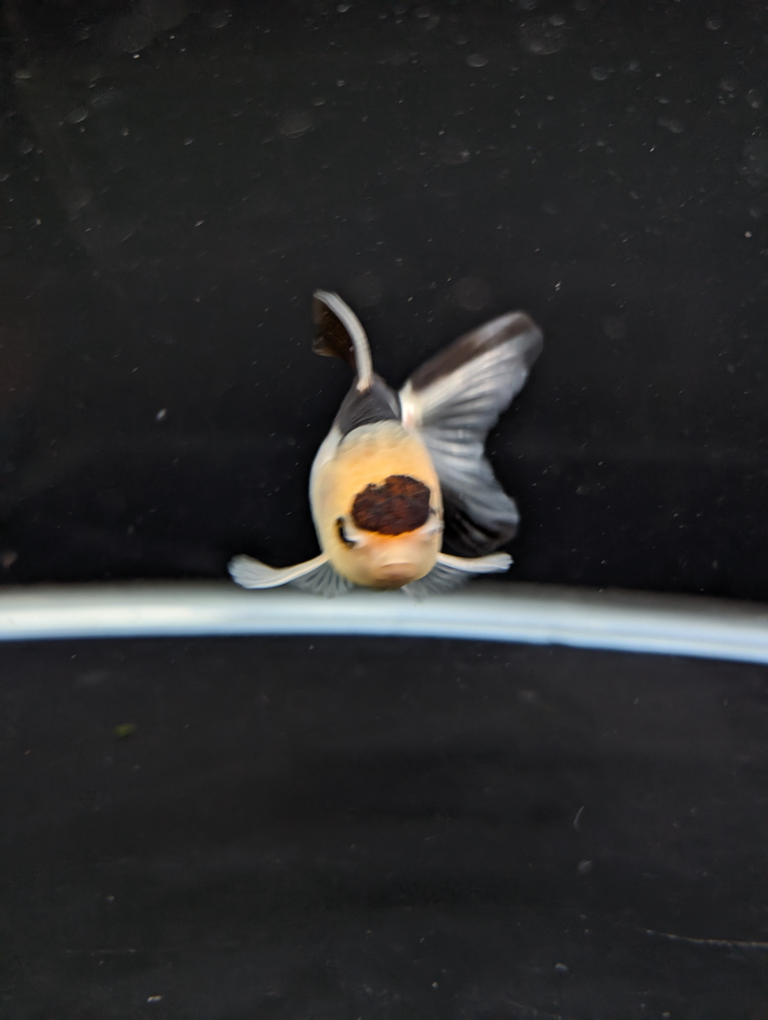 Juvenile Thai Oranda Panda 3"in.  ID#814T1A-008