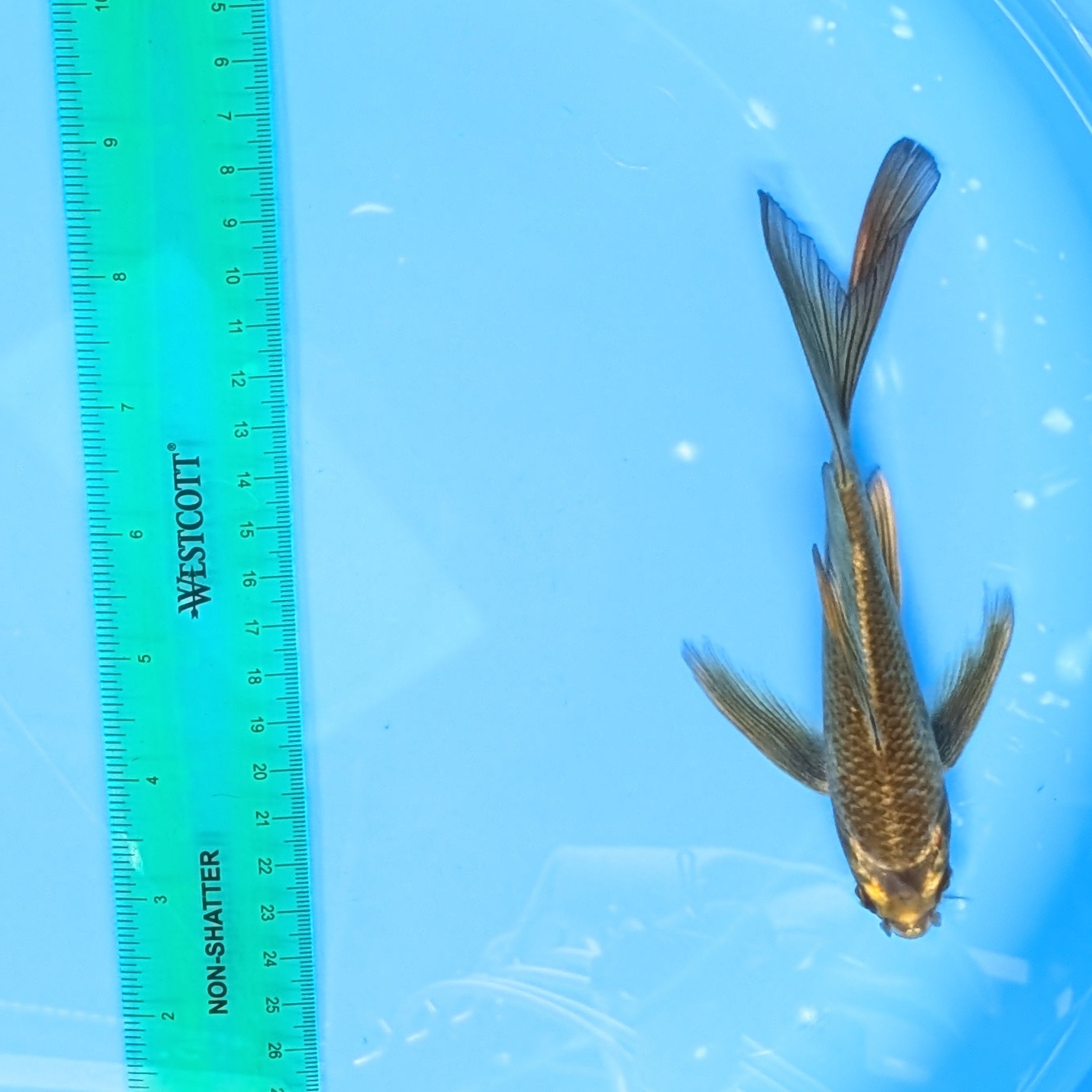 Matsuba Butterfly Koi  6"-7" in. ID#727BFK-010