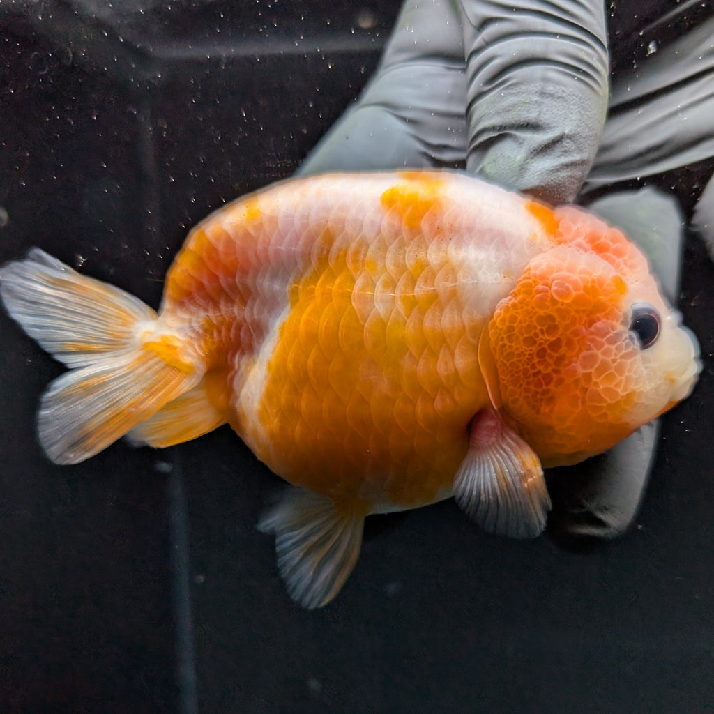 Jumbo Ranchu Sakura 3.5"- 4" in. ID#710R8A-026