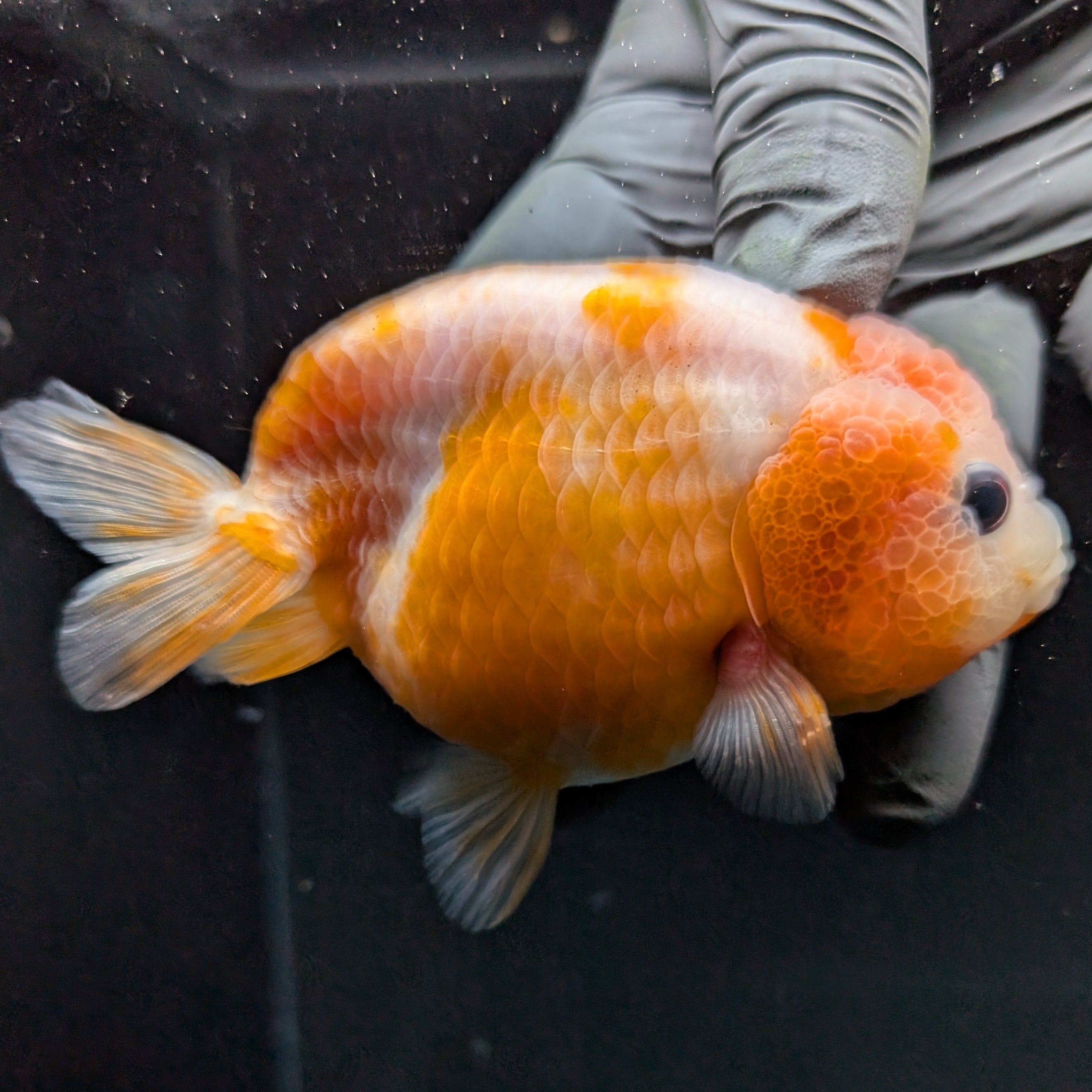 Jumbo Ranchu Sakura 3.5"- 4" in. ID#710R8A-026