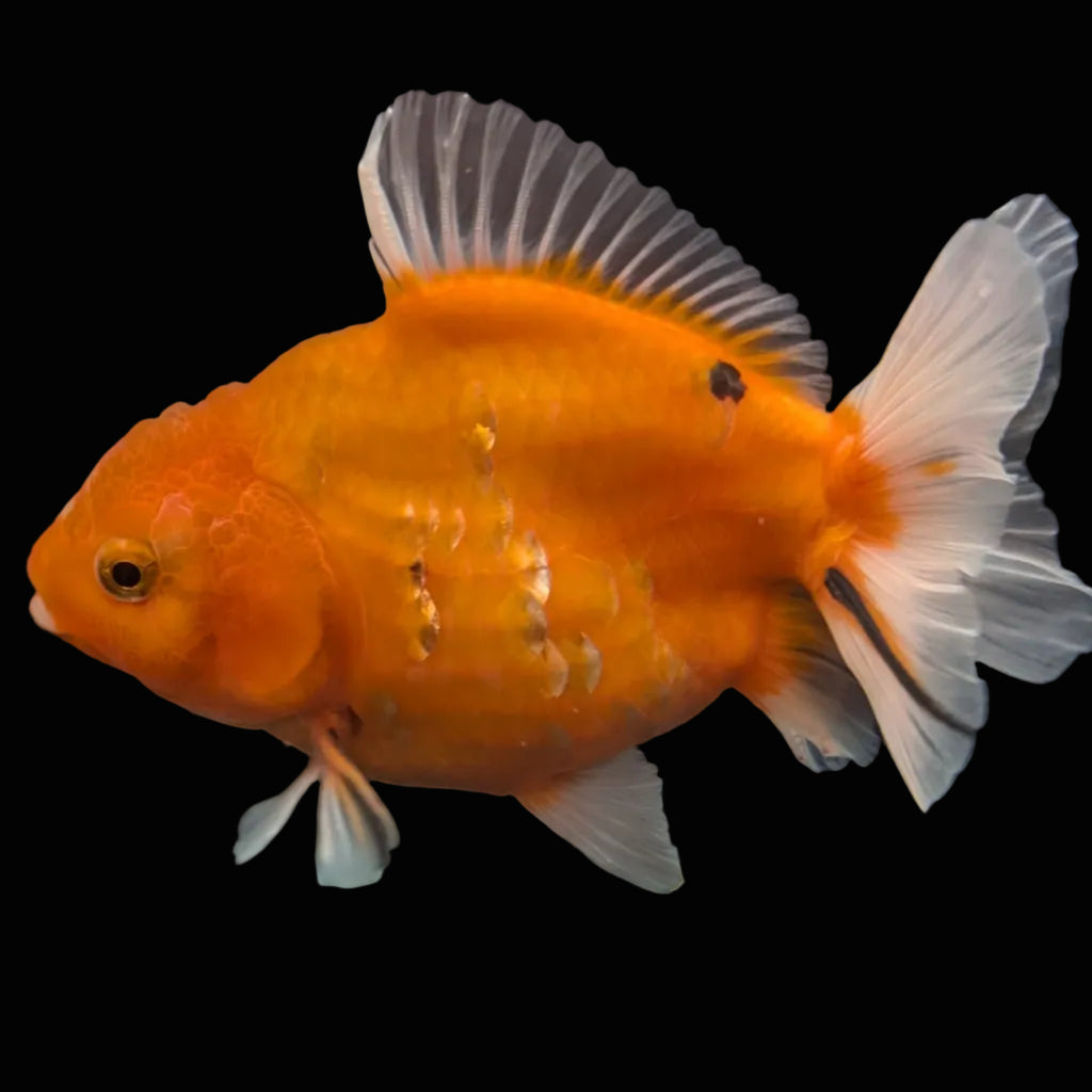 Jumbo Oranda Yuan Bao Sakura   4"-4.5"in. ID#807SB13A-006 Please See Notes.