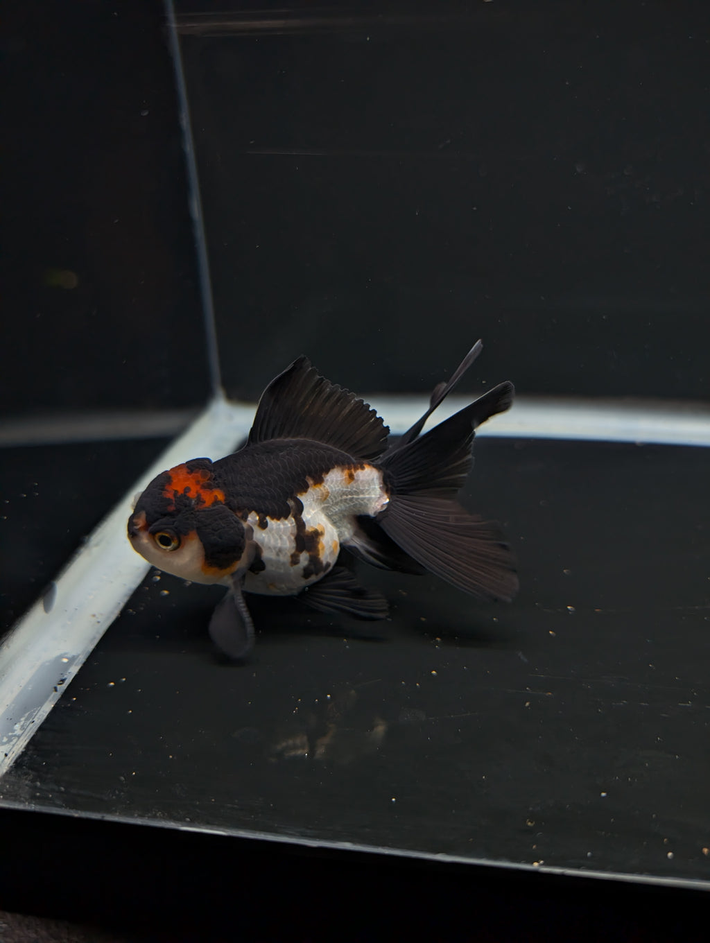 Thai Juvenile Oranda Tricolor 3"-3.5" in.  ID#717T1A-001