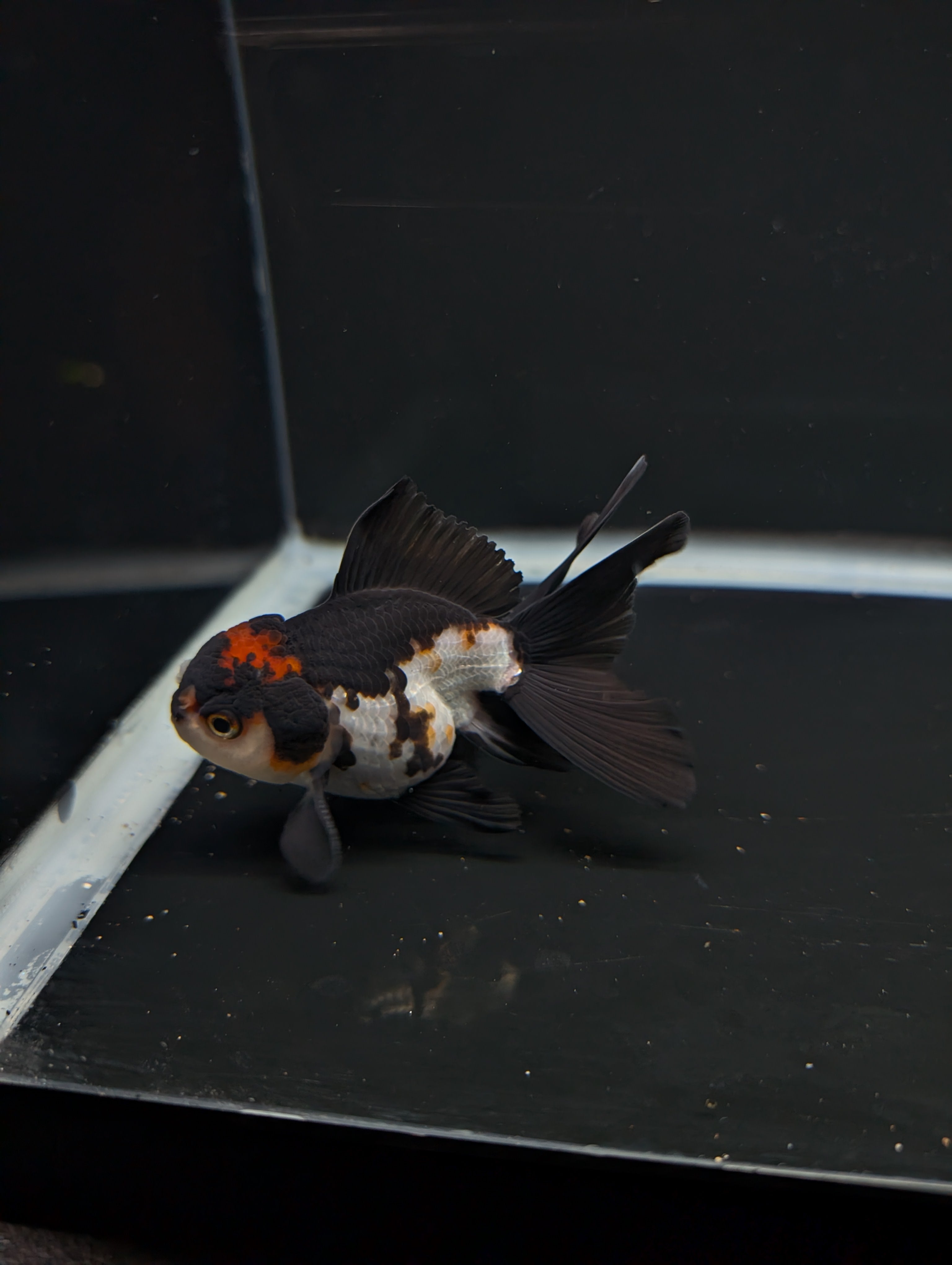 Thai Juvenile Oranda Tricolor 3"-3.5" in.  ID#717T1A-001