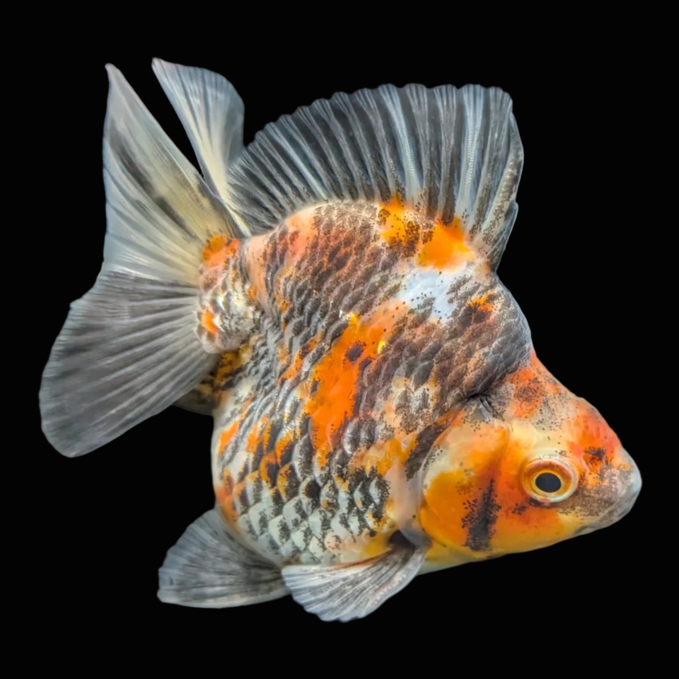 Jumbo Ryukin Short Tail Kirin Calico 4"-4.5" in. ID#3204B-001