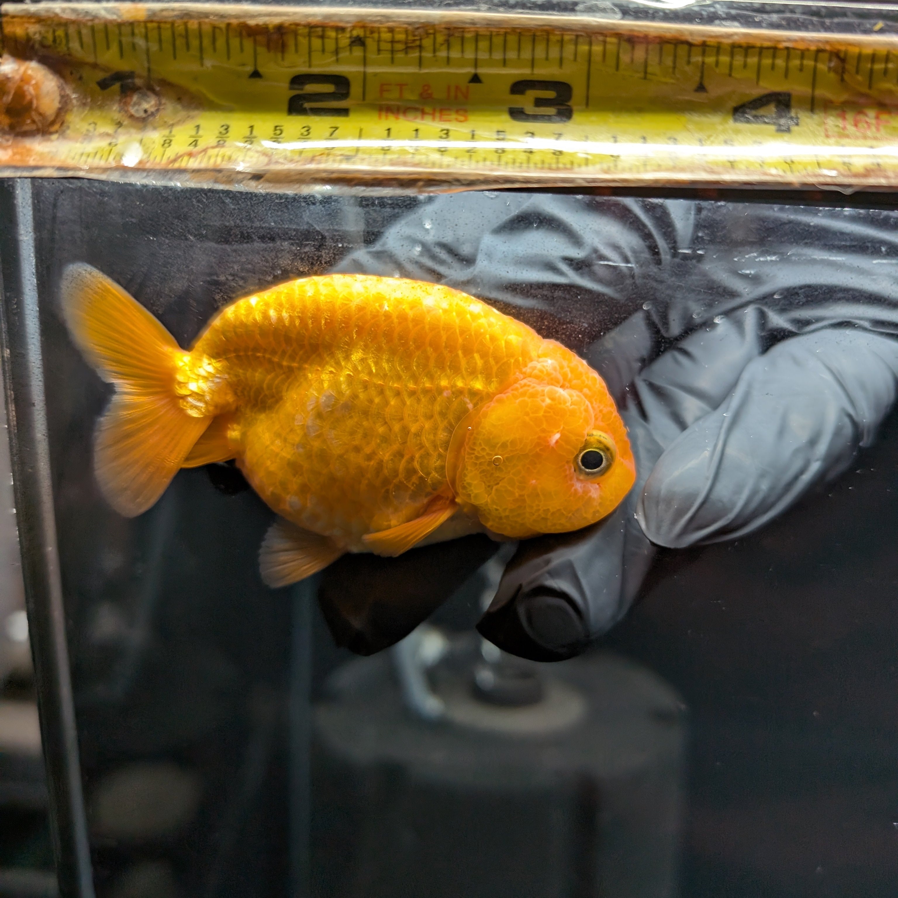 Ranchu Red White 3"-3.5" in. ID#501R13A-021